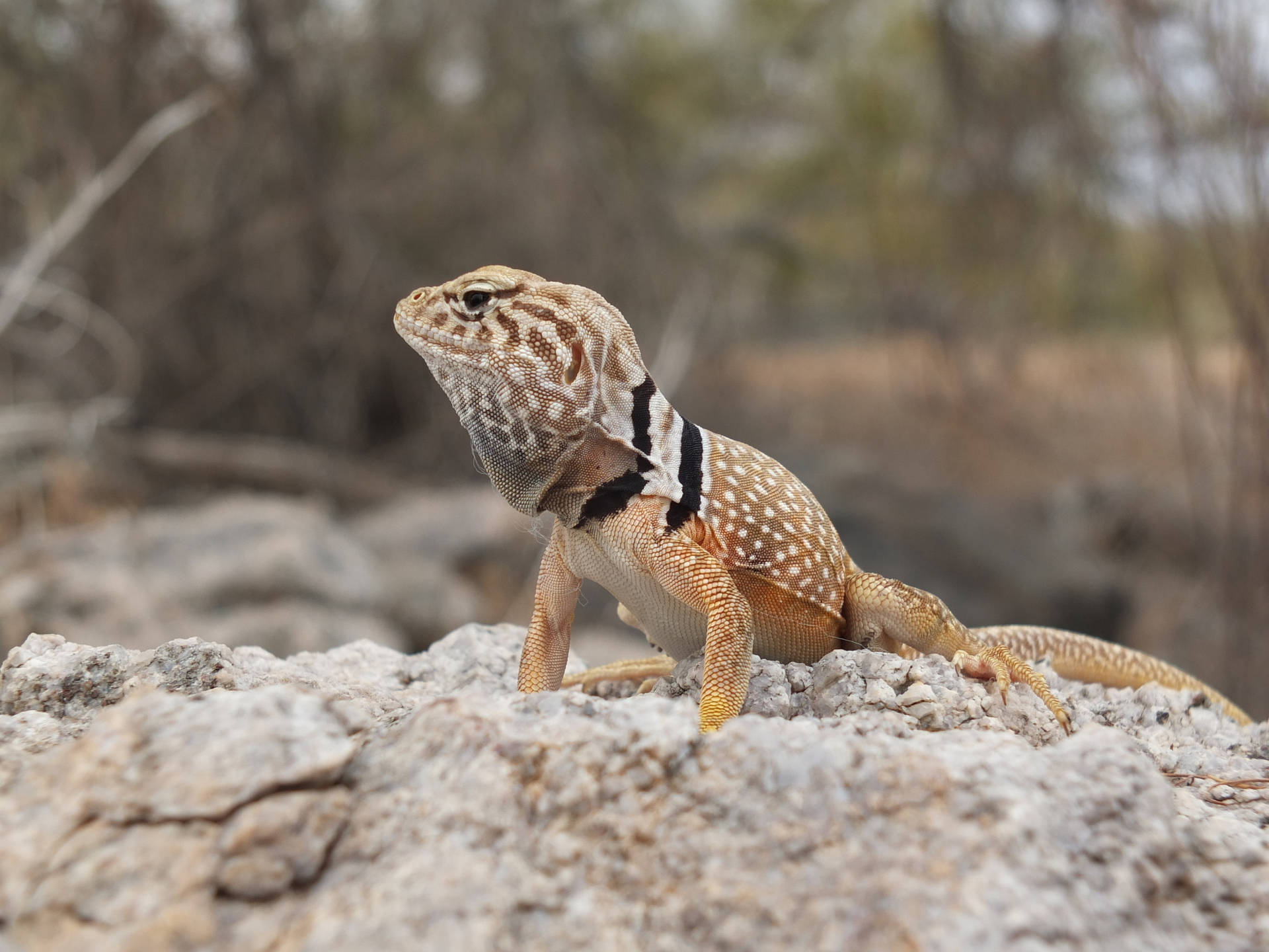 Sonoran Collared Lizard