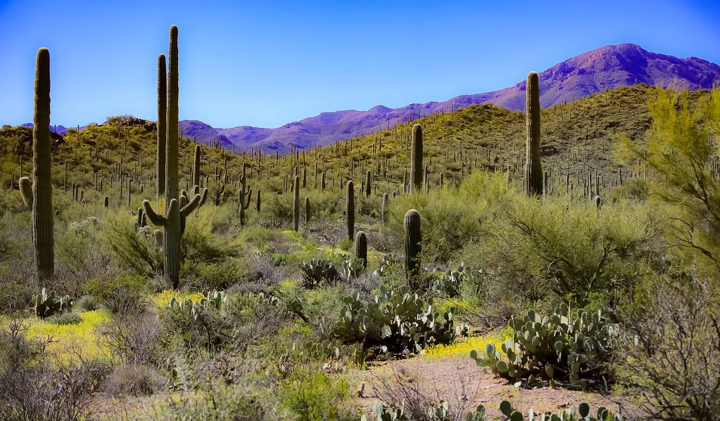 Sonoran Desert Tucson Arizona Background