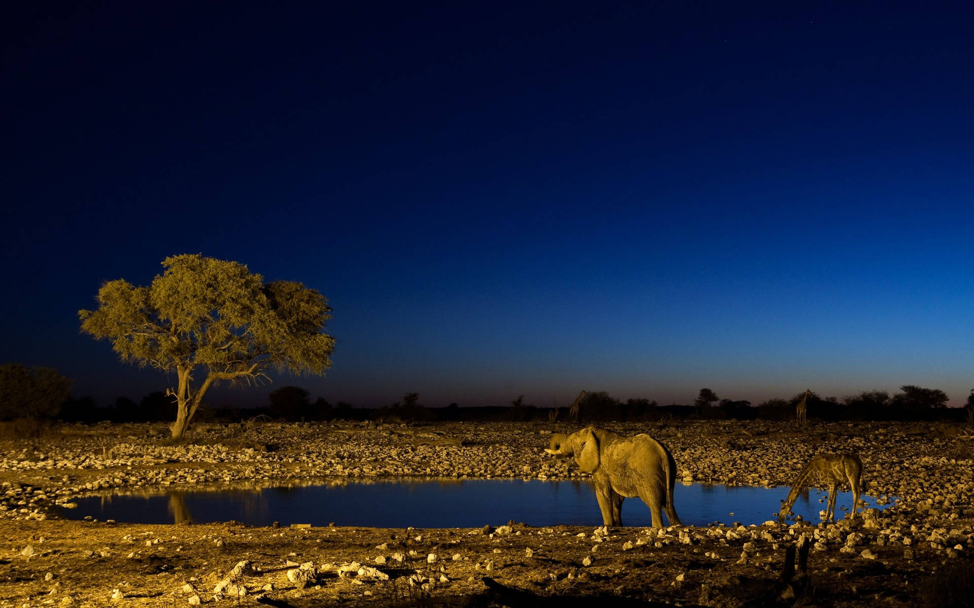 South Africa Animals At Night Background