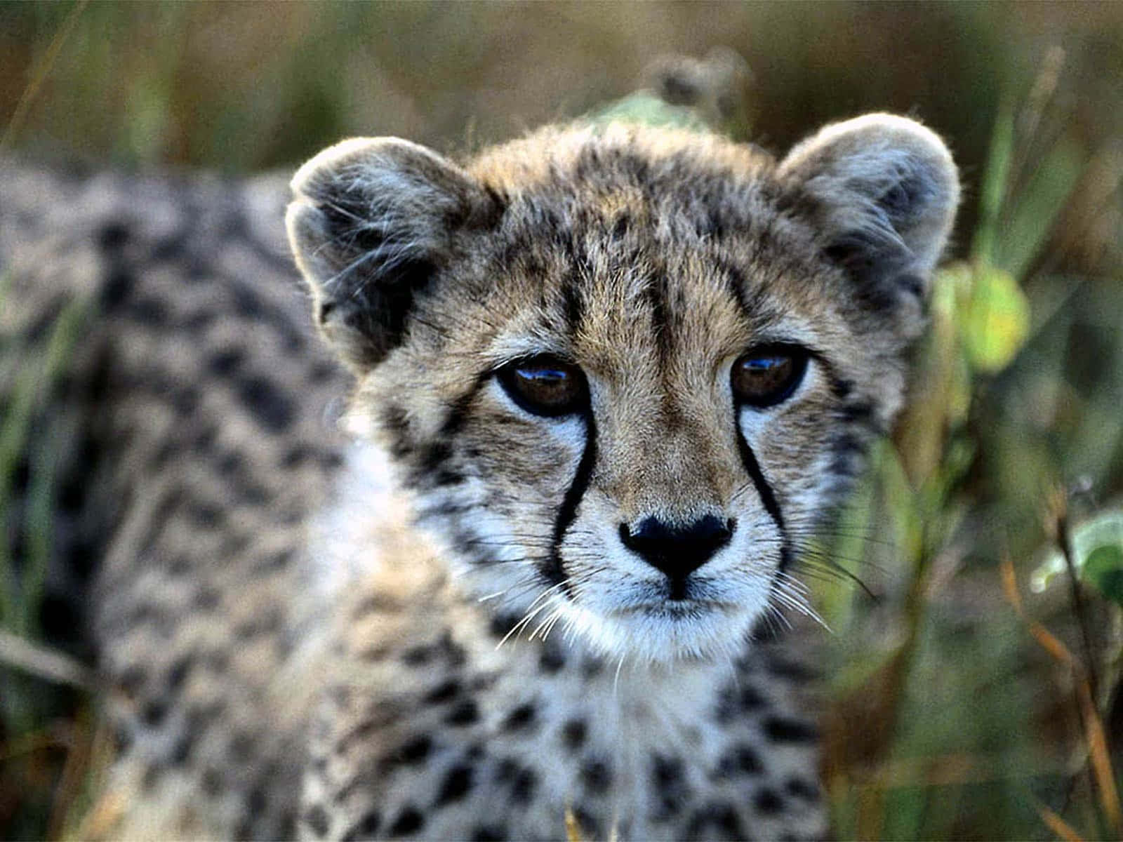 South African Baby Cheetah Background
