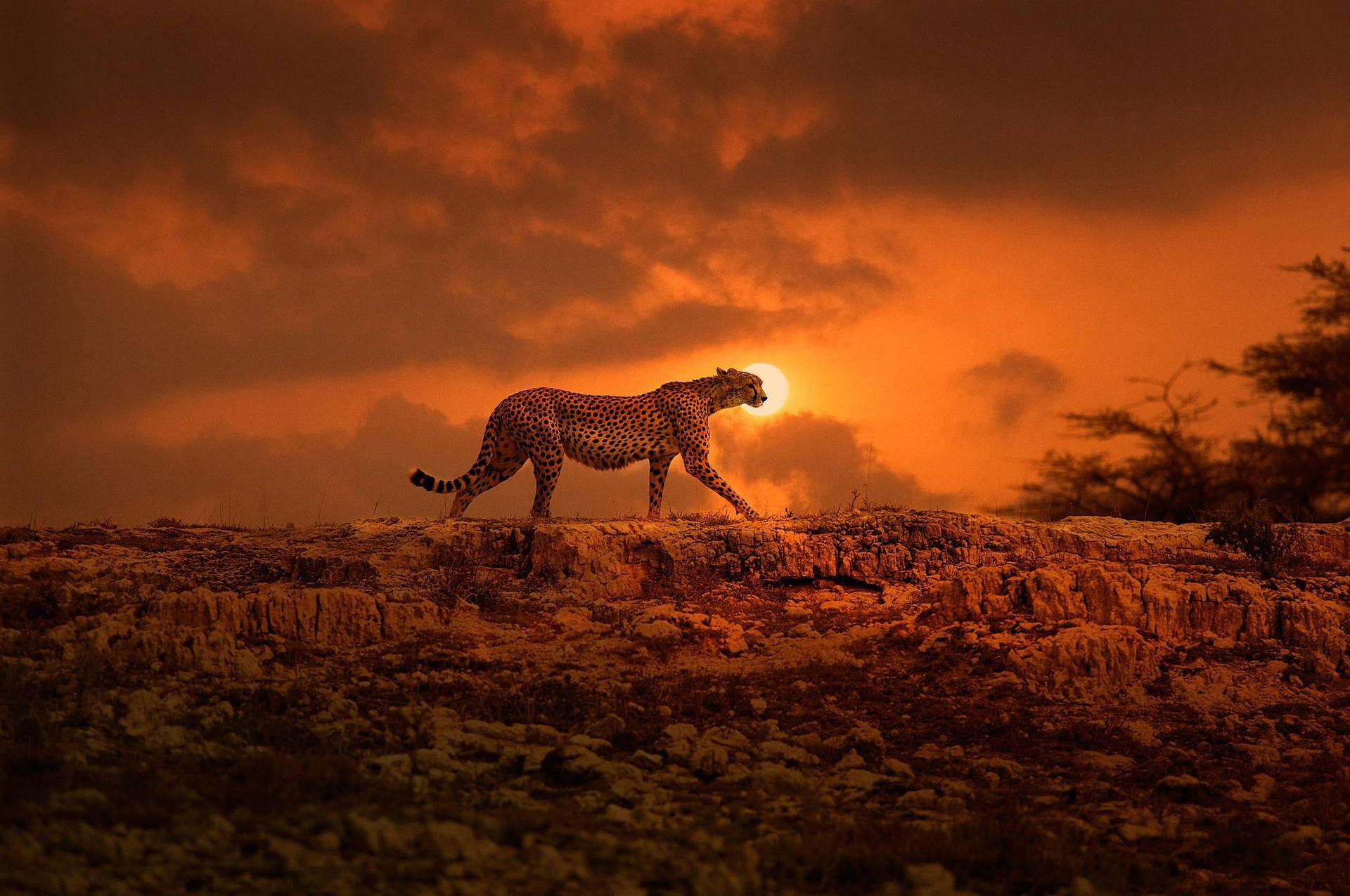 South African Cheetah In Kenya Background