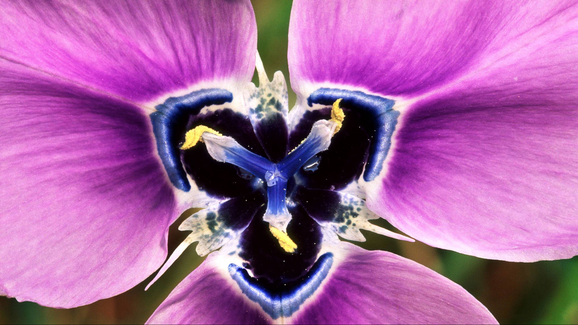 South African Iris Flower Background