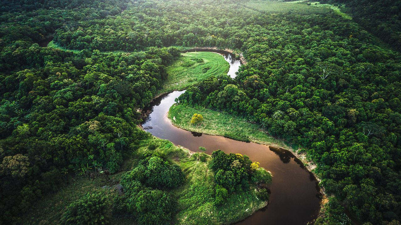 South America Brazil Amazon Rainforest Background
