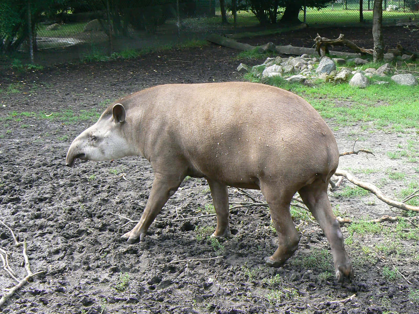 South American Tapir Walking Background