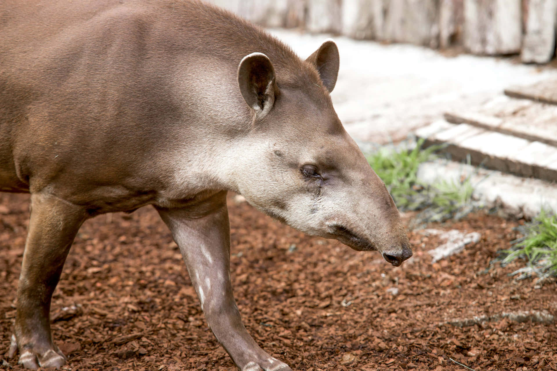 South American Tapir Walking.jpg