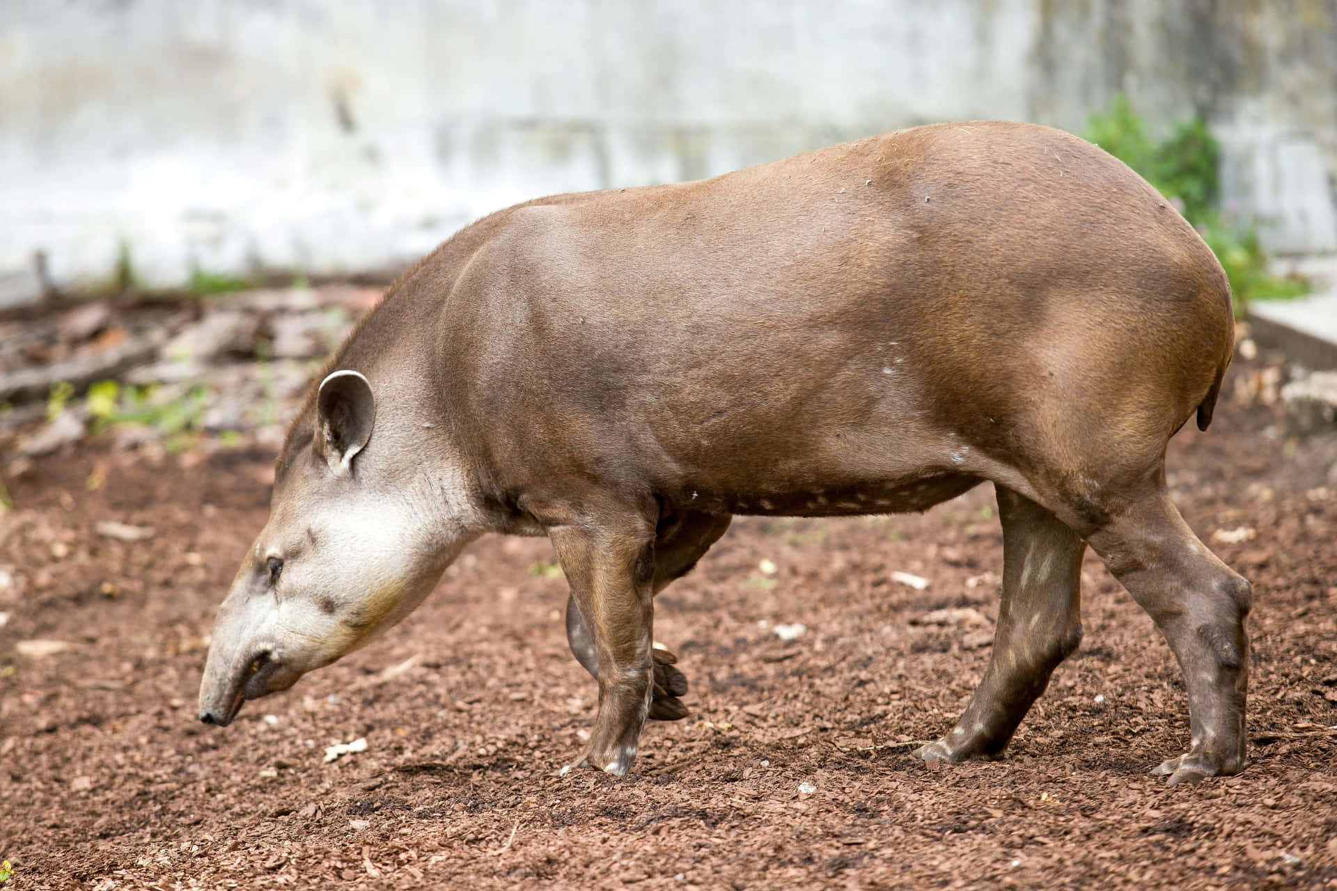 South American Tapir Walking Background