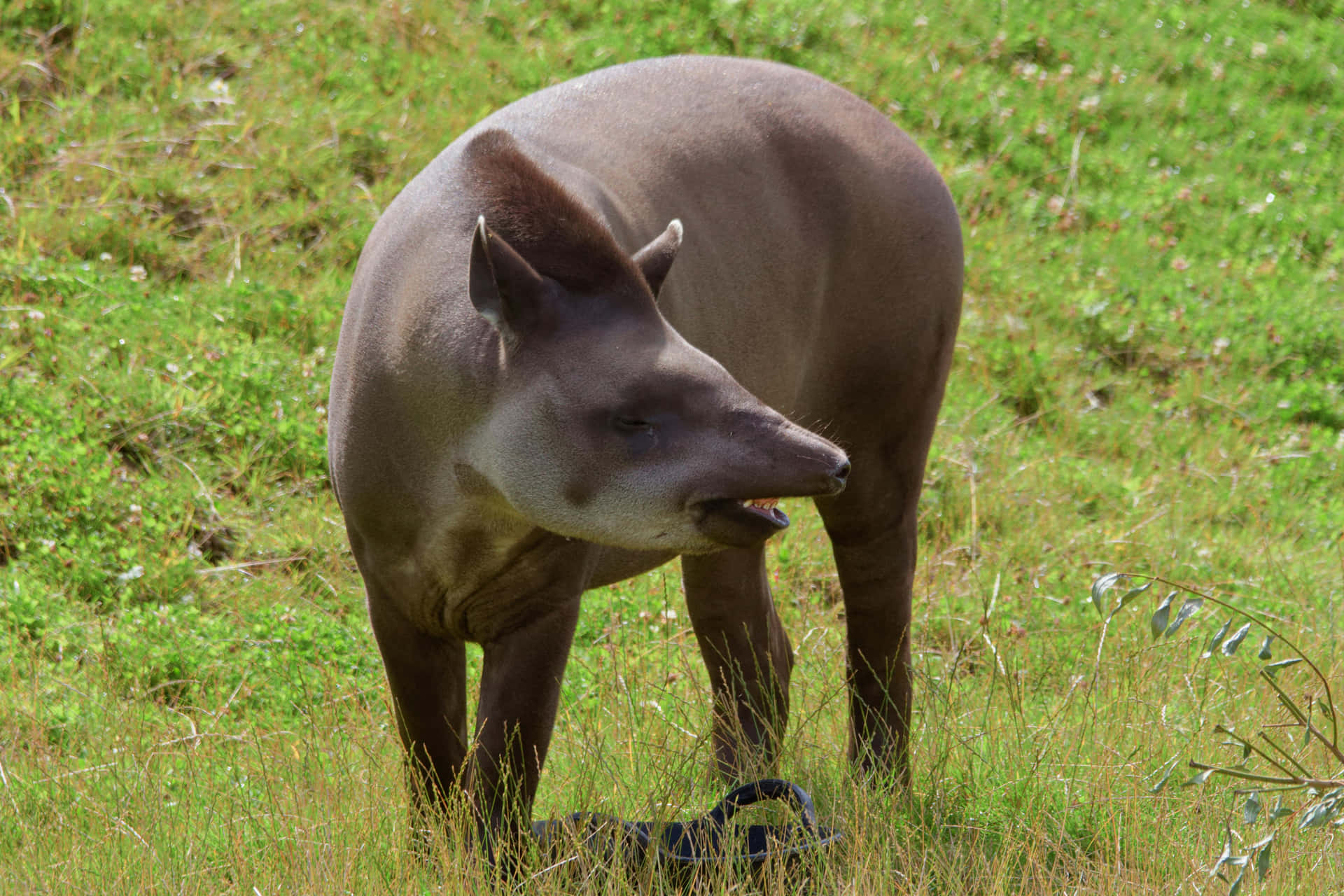 South American Tapirin Grassland.jpg Background