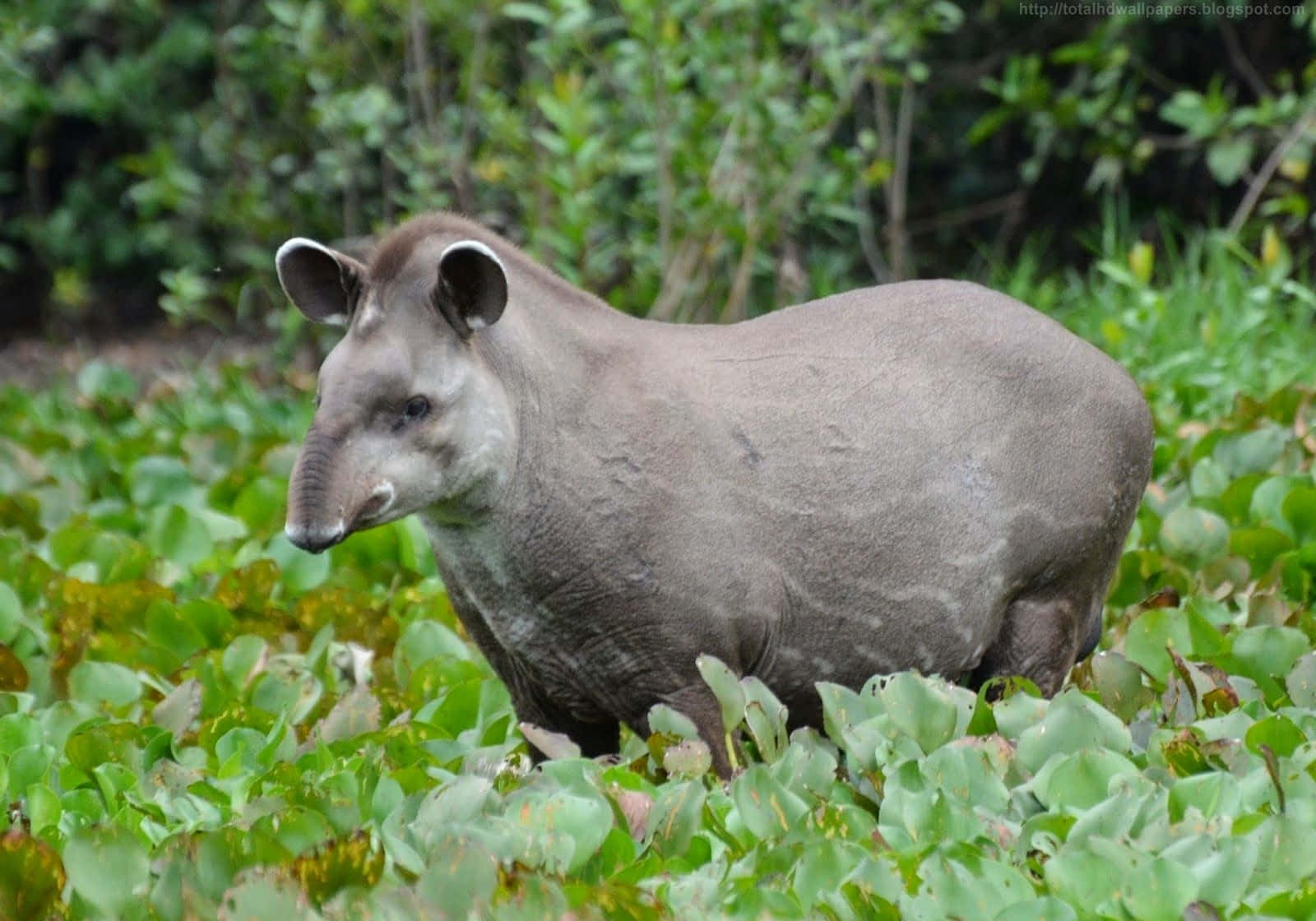 South American Tapirin Habitat.jpg Background