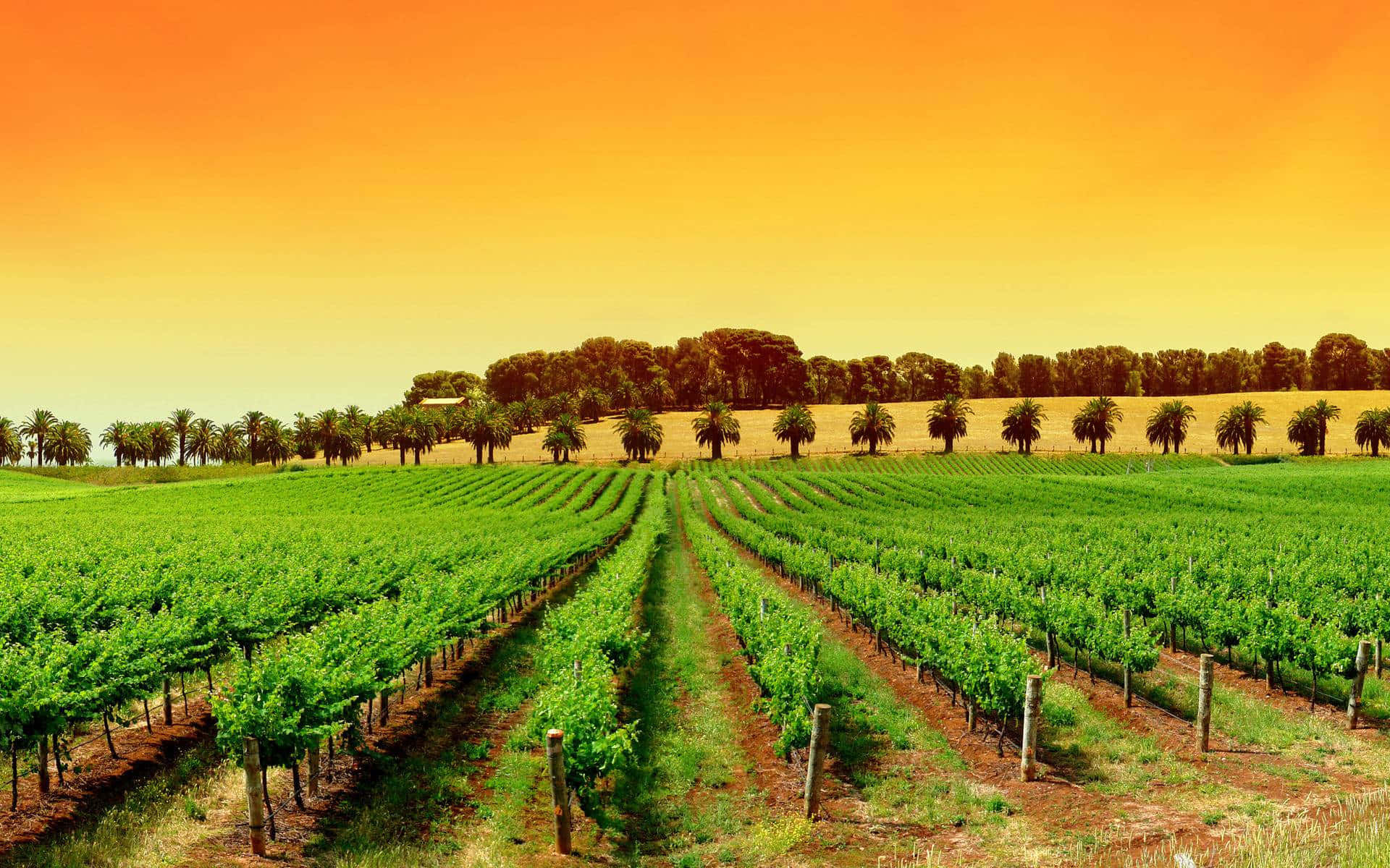 South Australia Vineyard