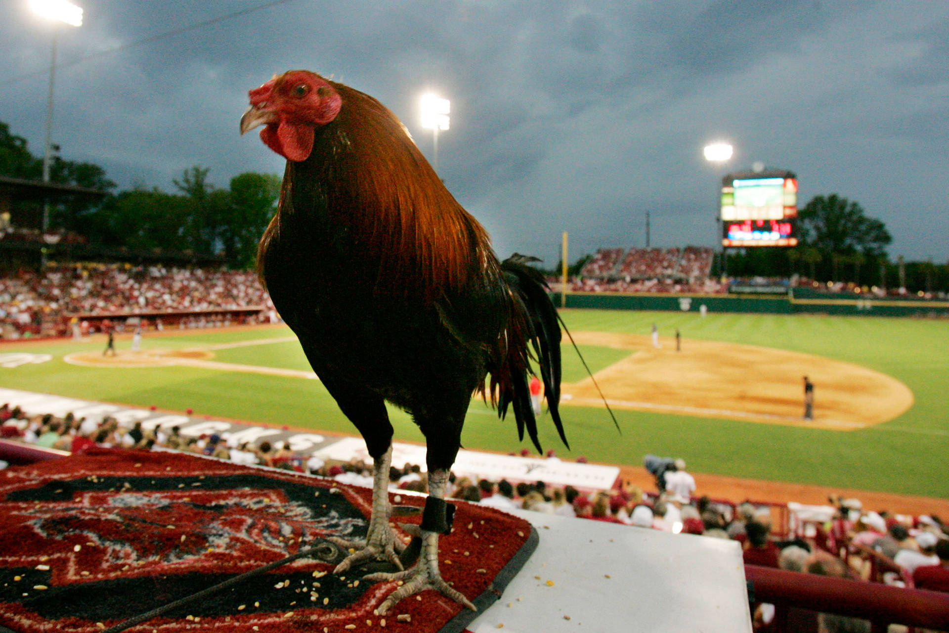 South Carolina Gamecocks Arena With Cock