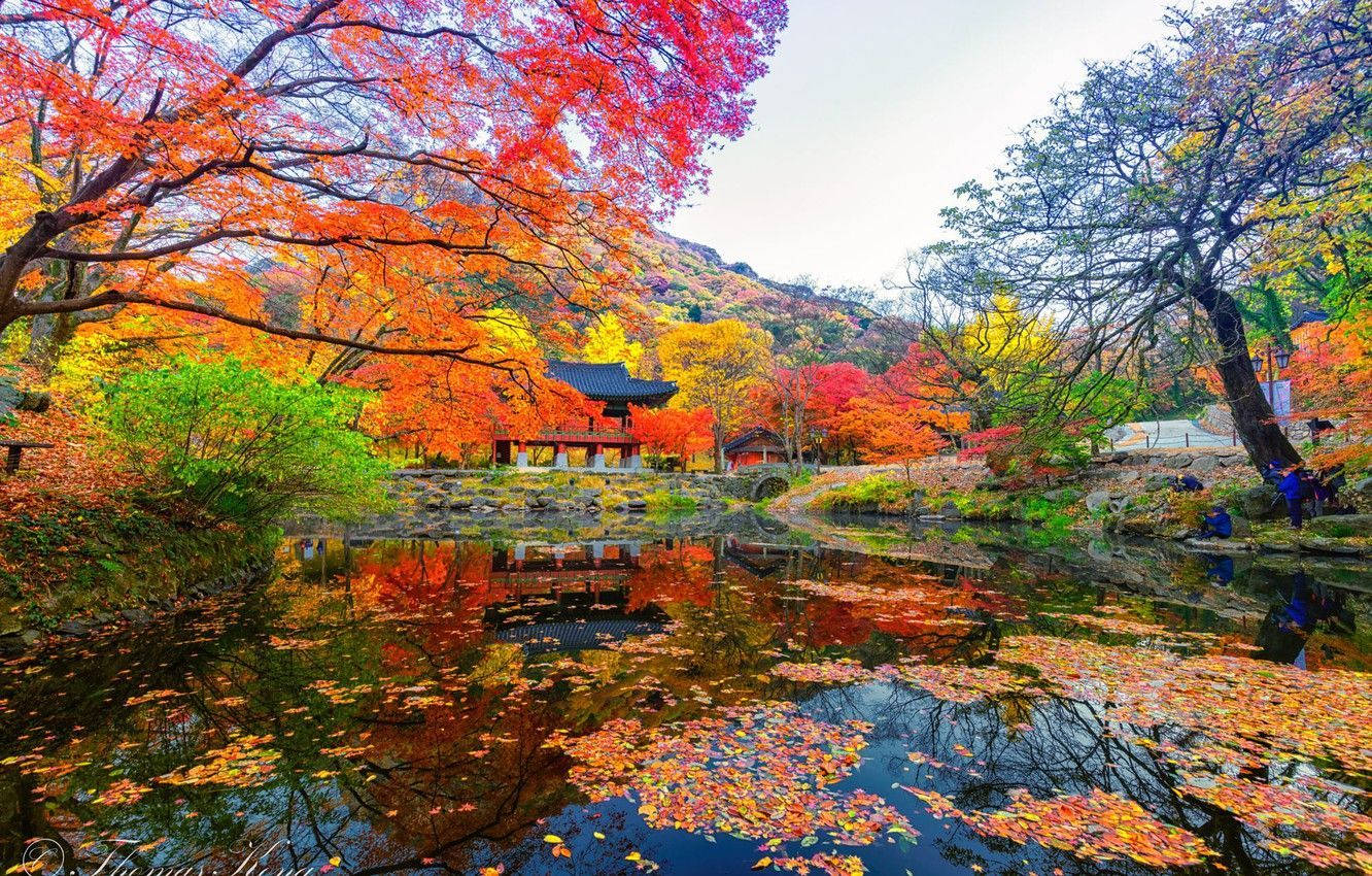 South Korea Autumn Season Background