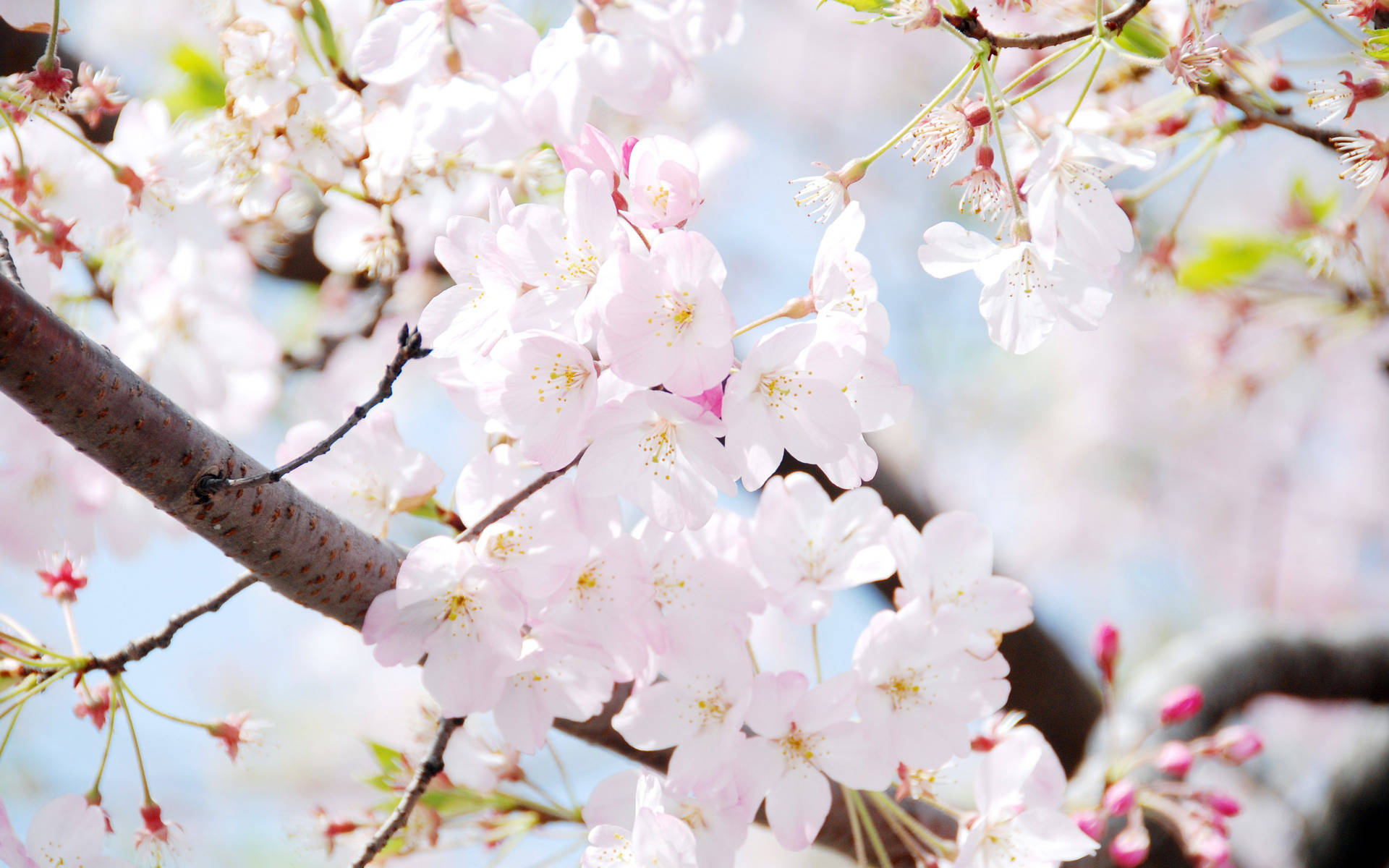 South Korea Cherry Blossom Closeup Photo Background