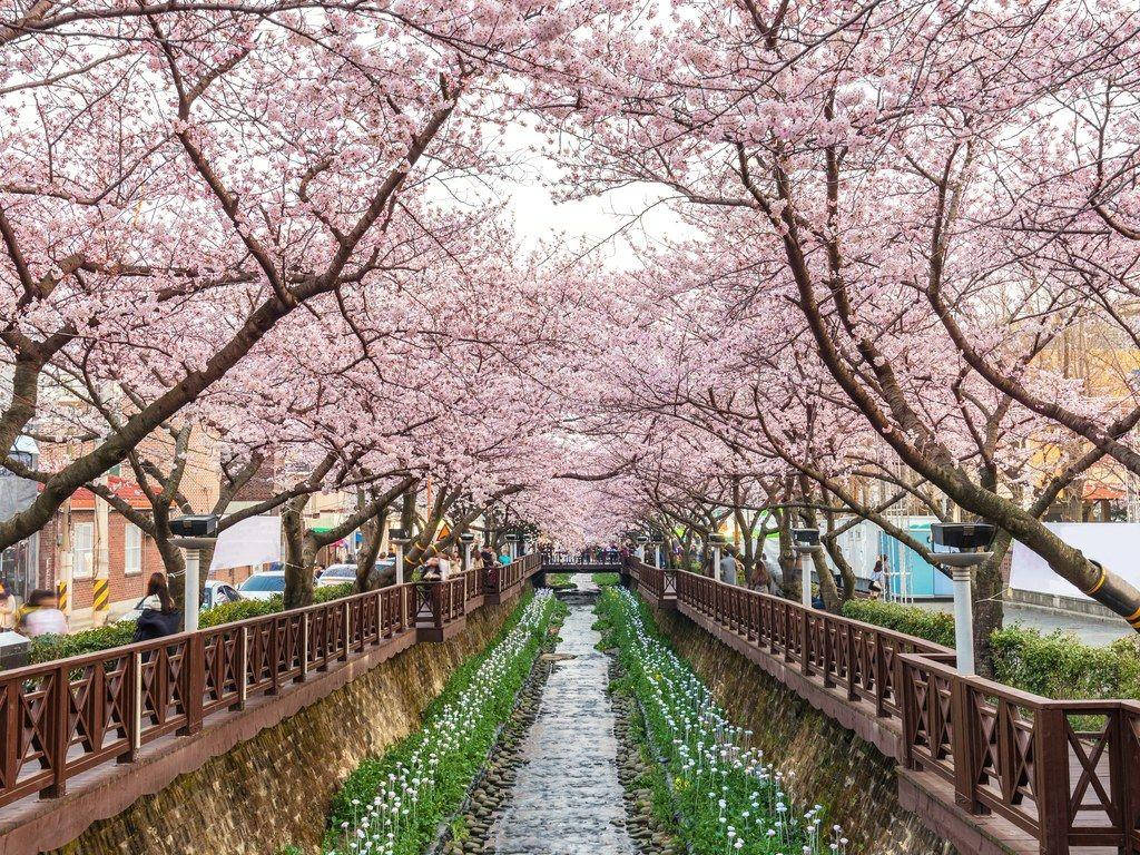South Korea Cherry Blossom Festival Background