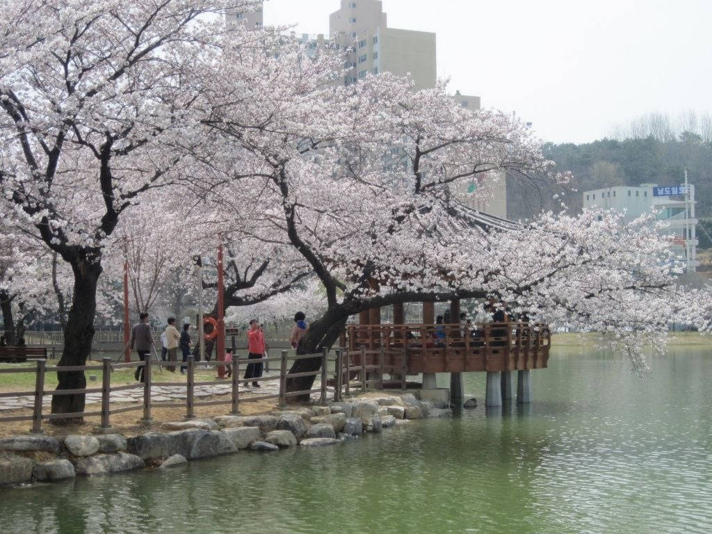South Korea Cherry Blossom Hd Background