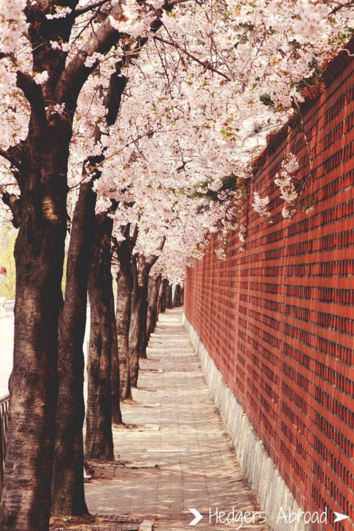 South Korea Cherry Blossom Trees Background