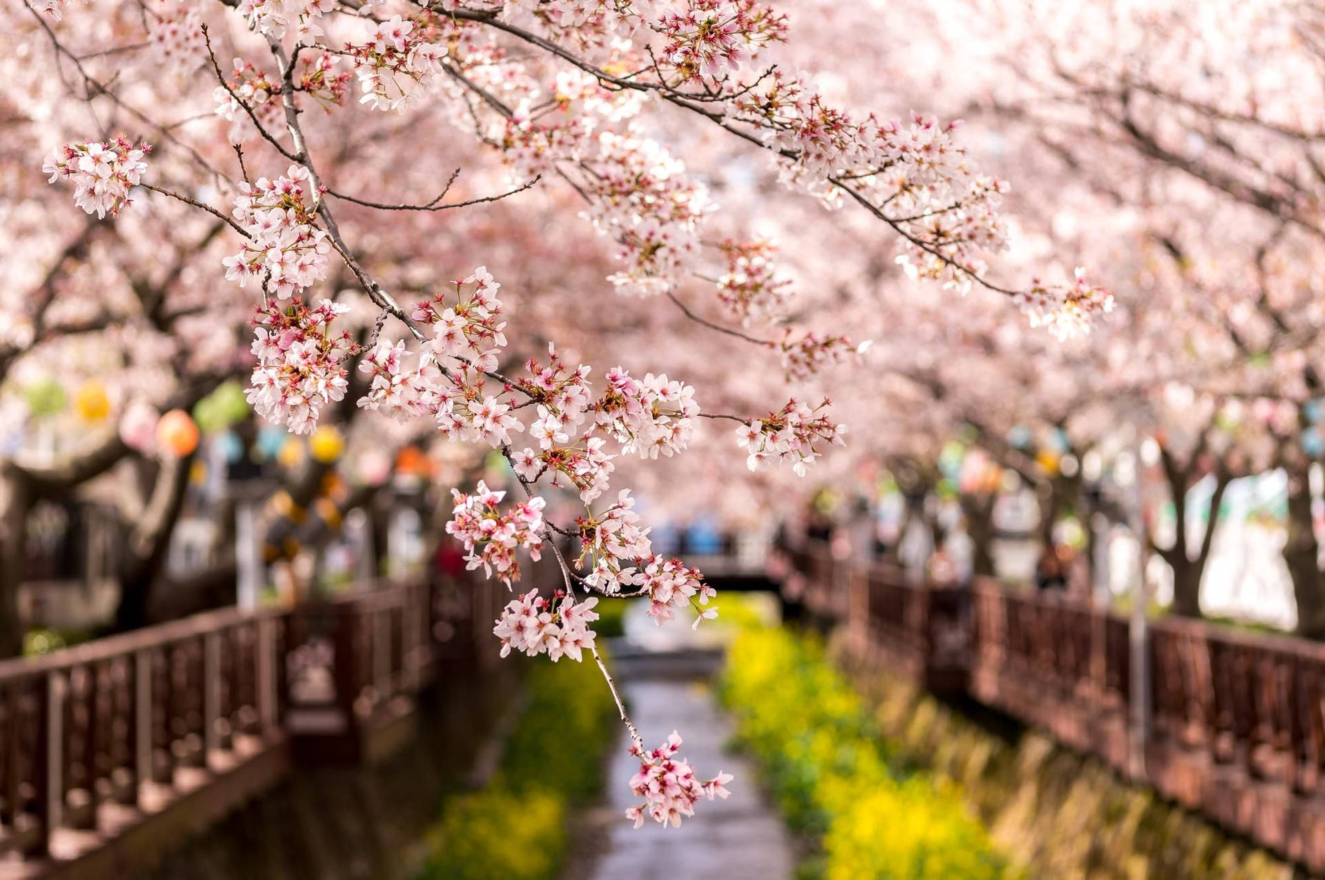 South Korea Hd Cherry Blossom Background