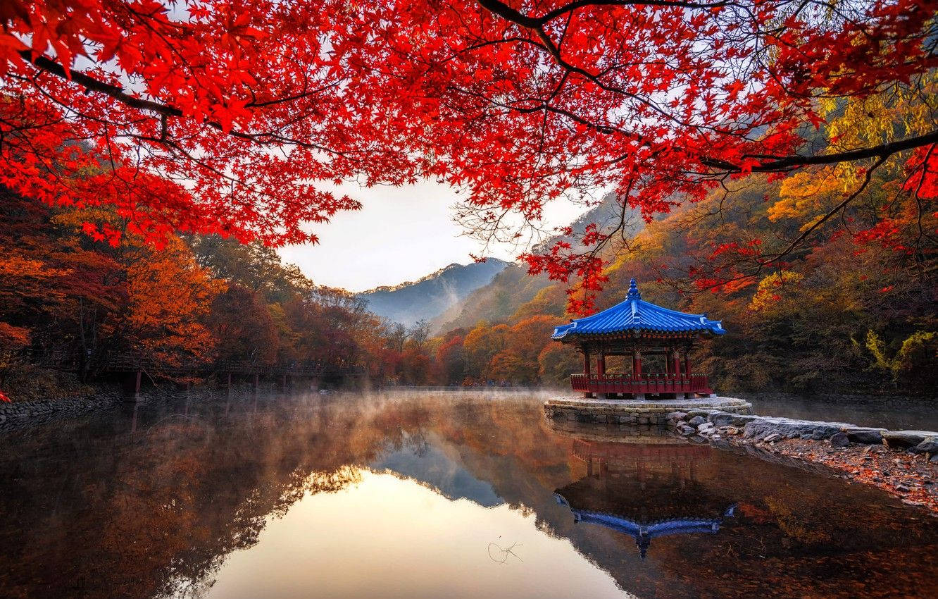 South Korea Hd Naejangsan Park Background