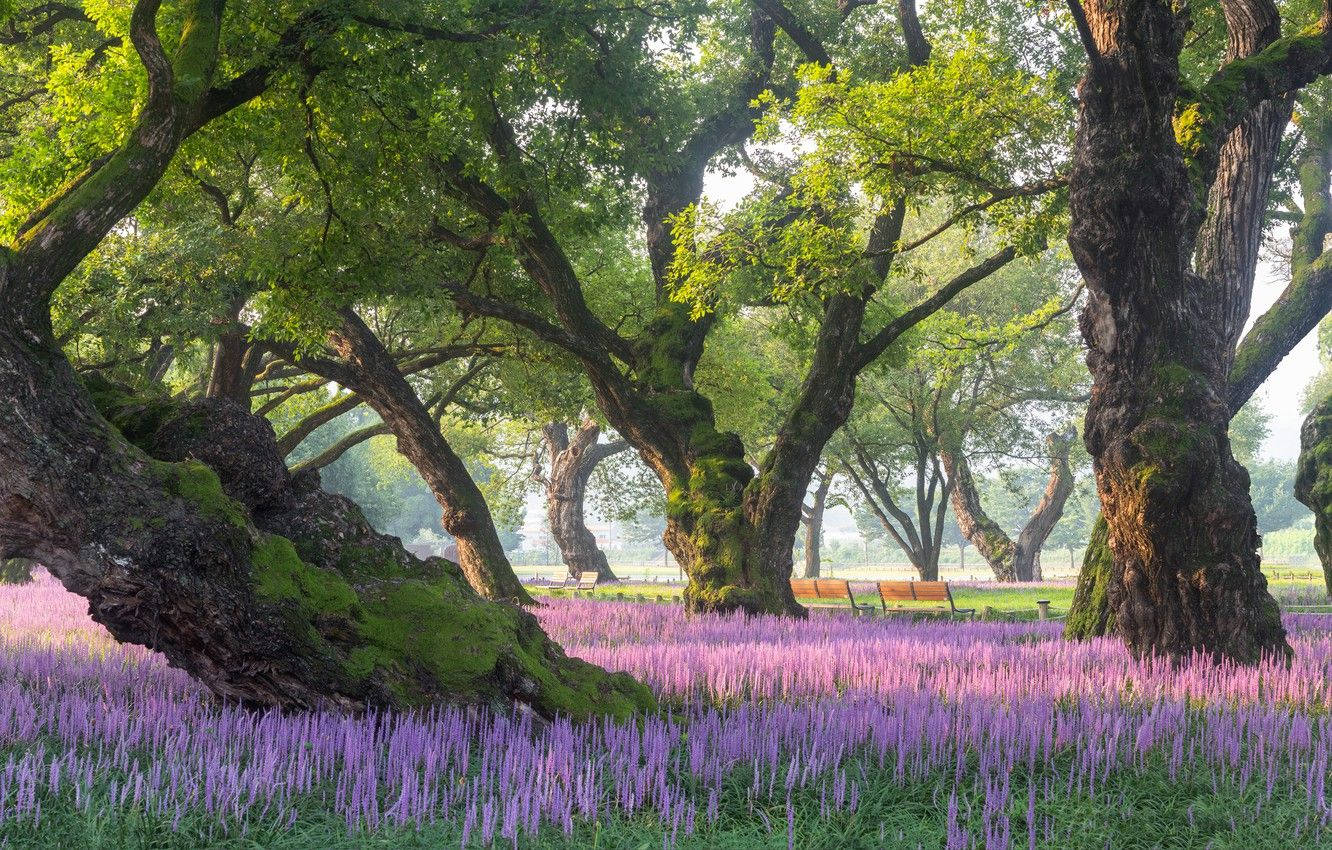 South Korea Lavender Field Background