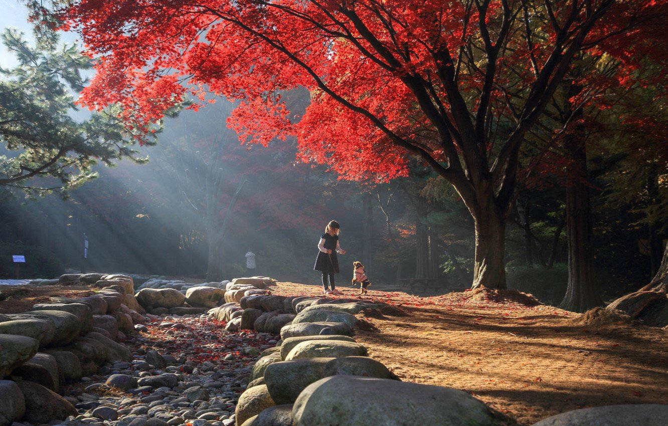 South Korea Park Red Tree Background