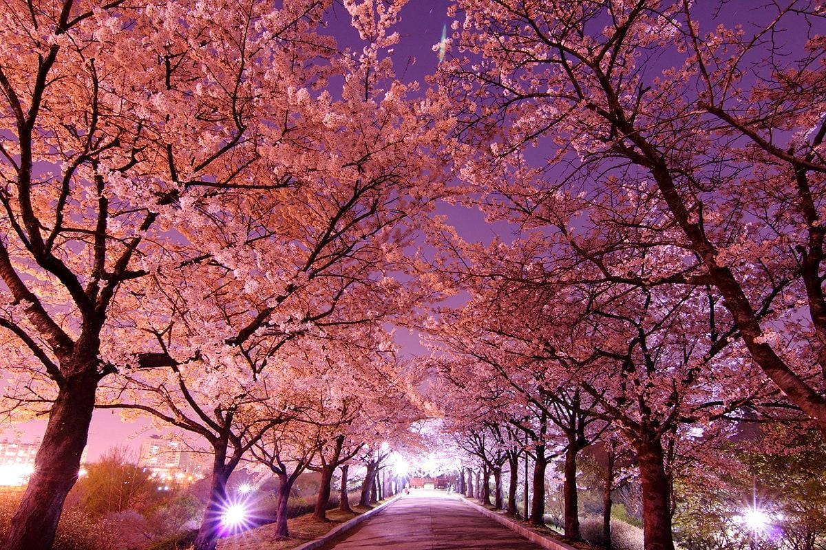 South Korea Park With Cherry Blossoms Background