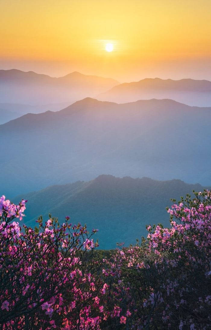 South Korea Sunrise Portrait Background