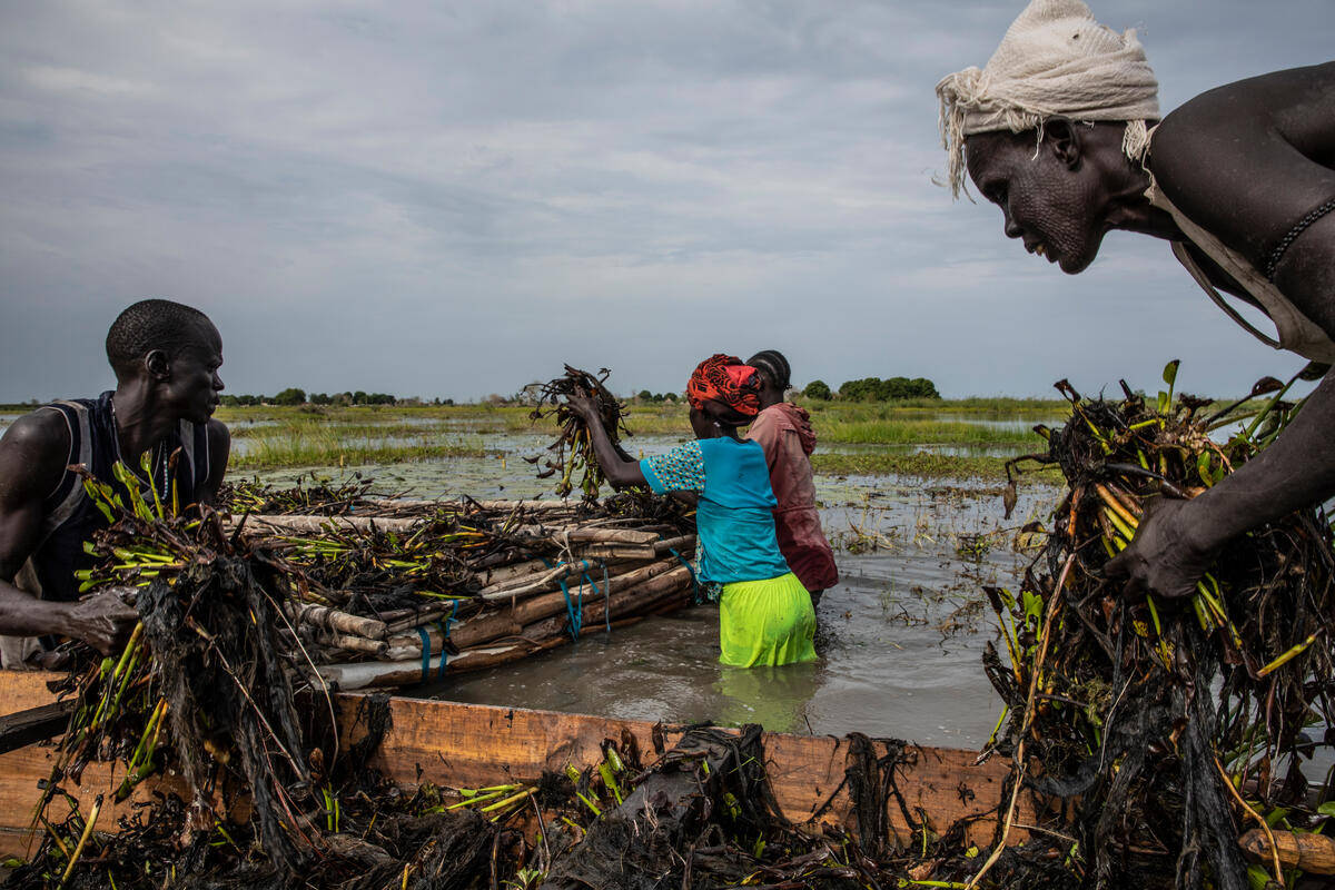 South Sudan Harvesting Plants Wetlands