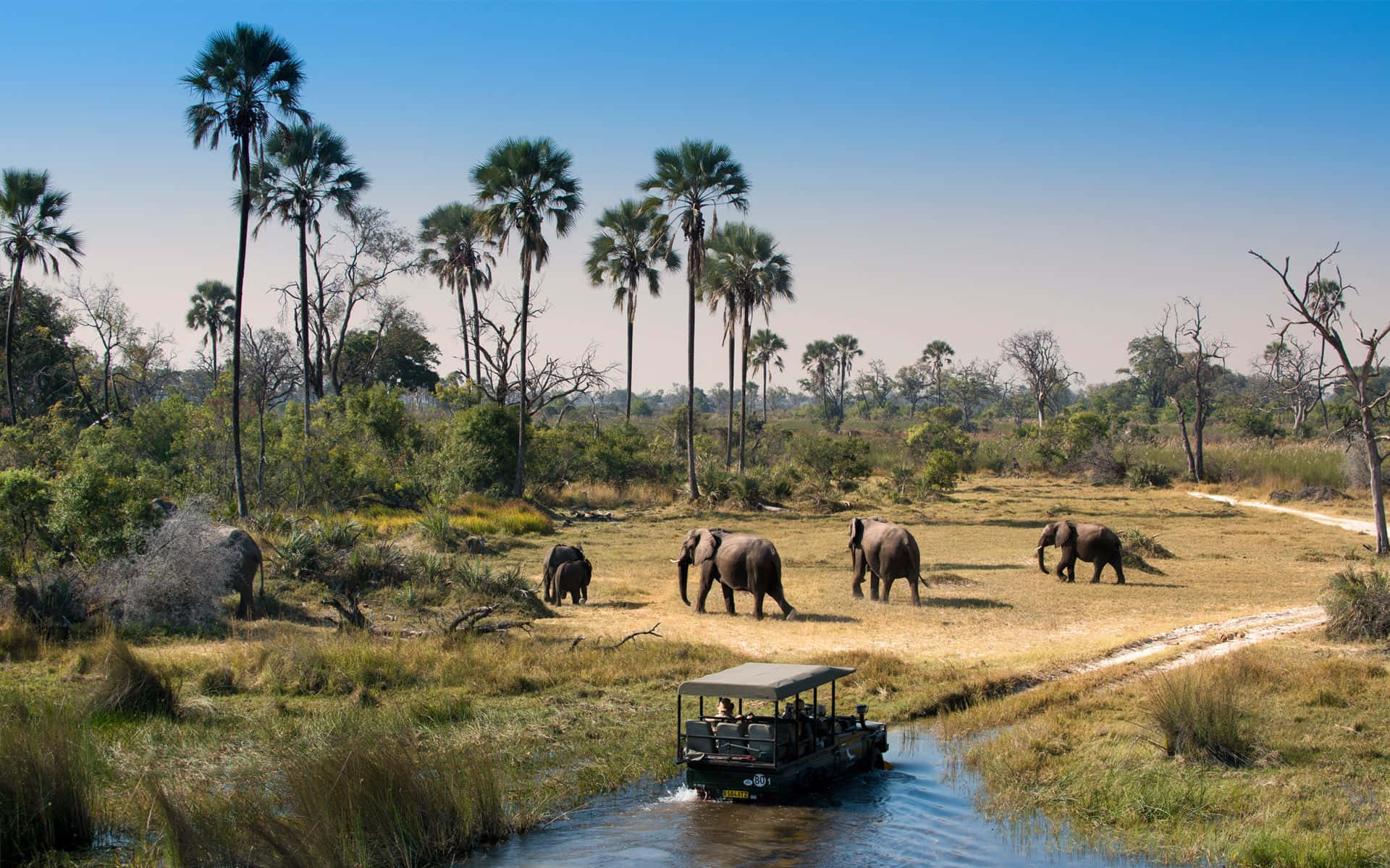 Southern African Safari In The Okavango Delta Background