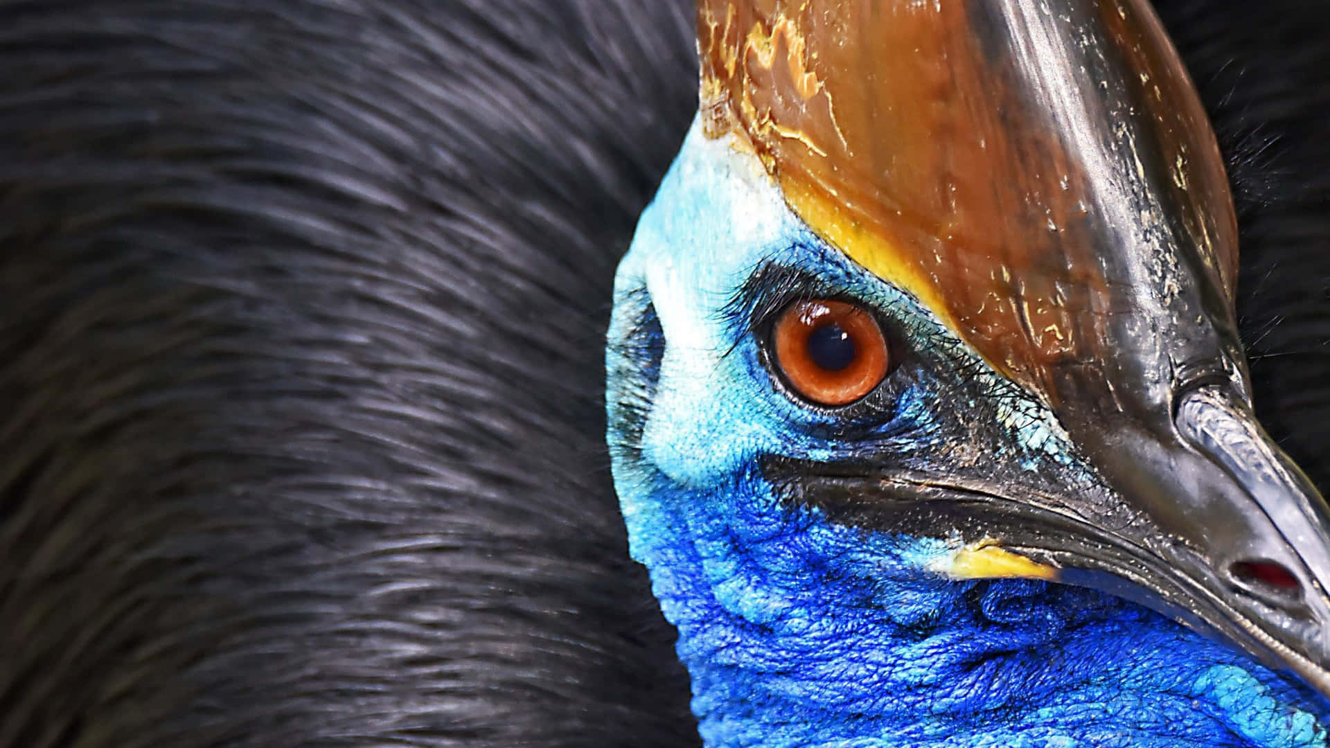 Southern Cassowary Bird Eye Closeup Background