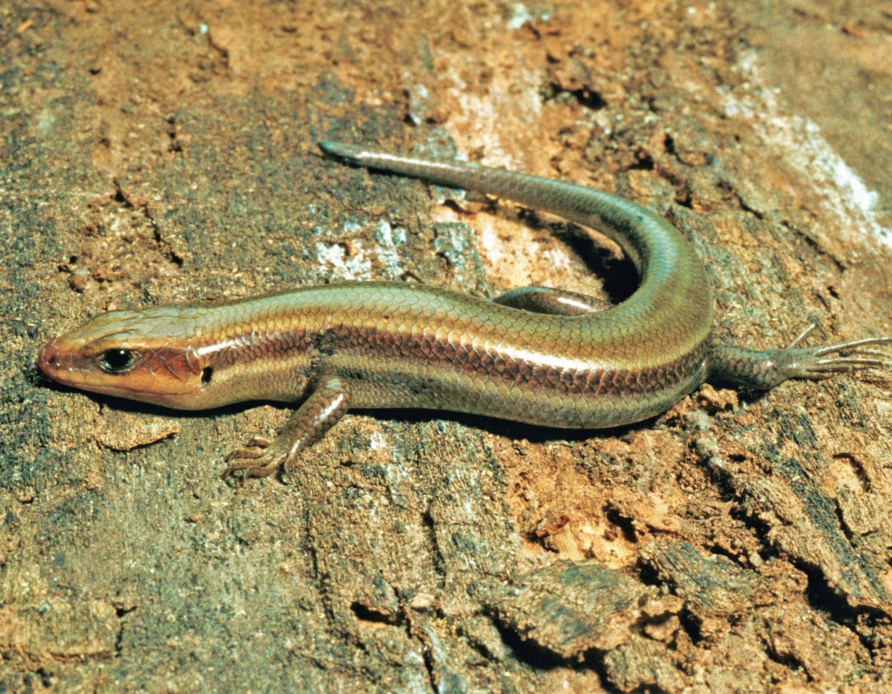 Southern Coal Ground Skink Missouri Background