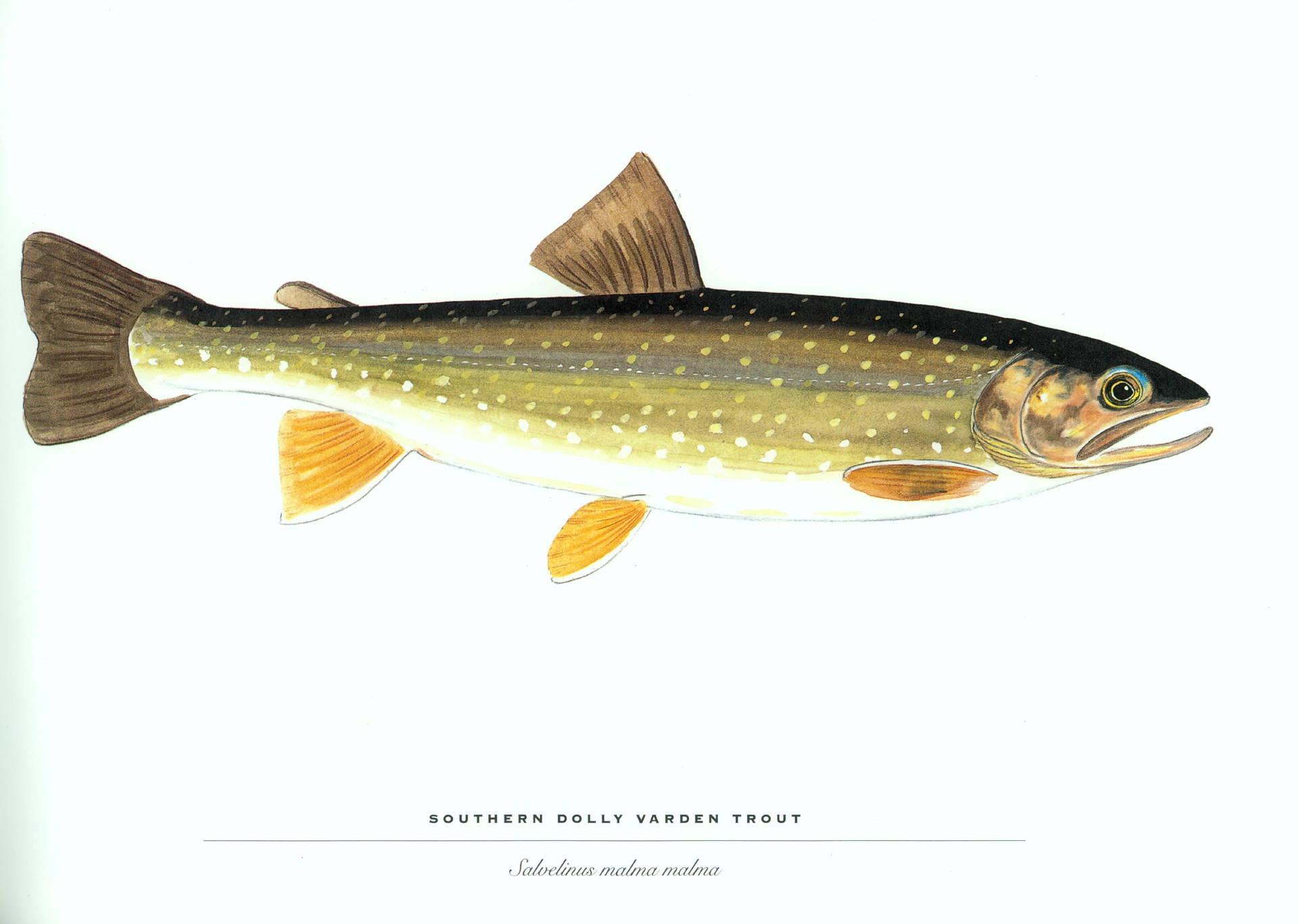 Southern Dolly Varden Trout