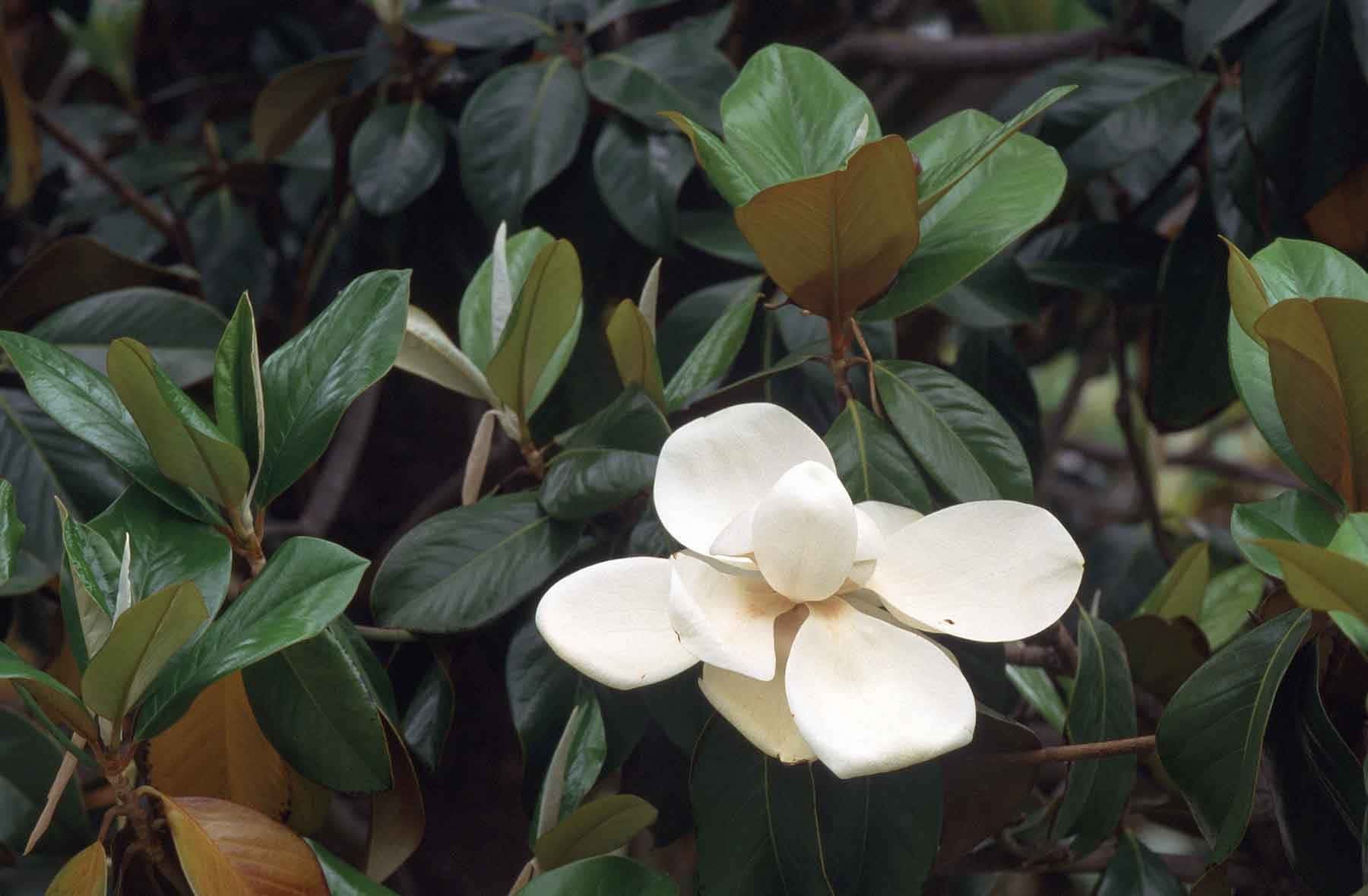 Southern Magnolia Flower White Petals