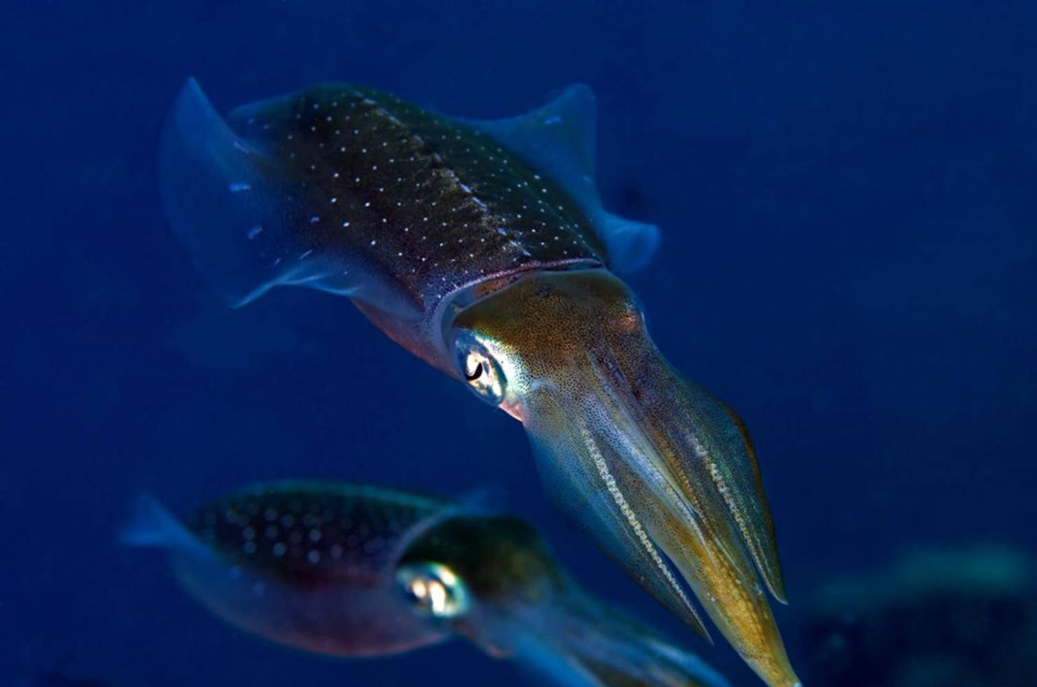 Southern Pygmy Calamari Background