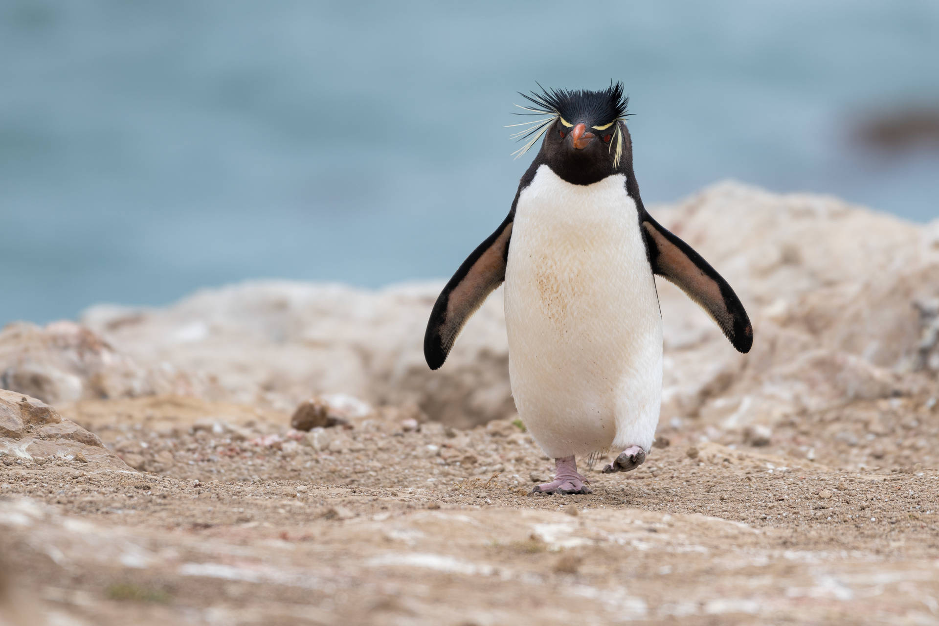 Southern Rockhopper Penguin Background