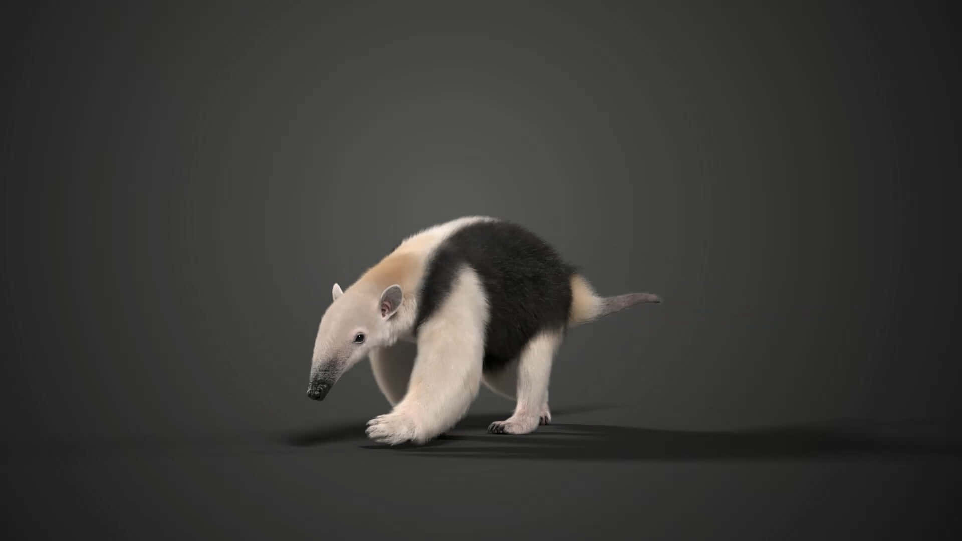 Southern Tamandua Anteater Profile Background