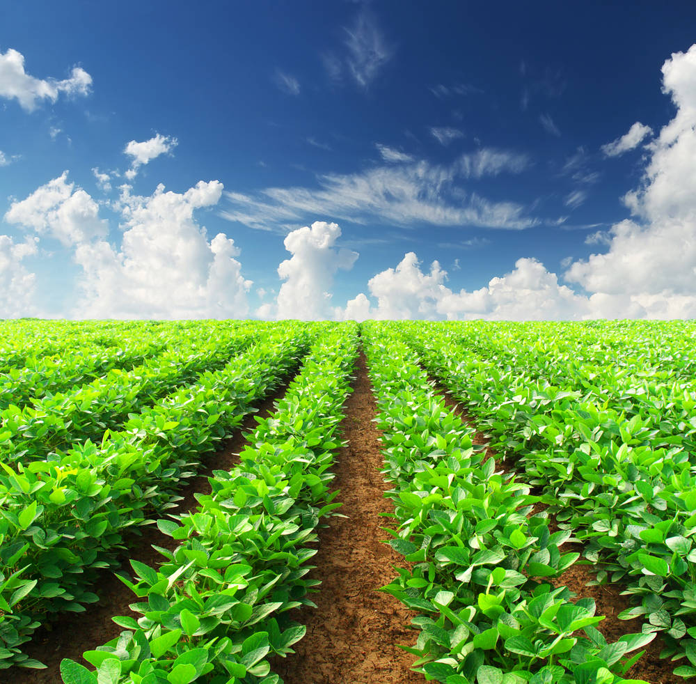 Soybean Plant Agriculture Background