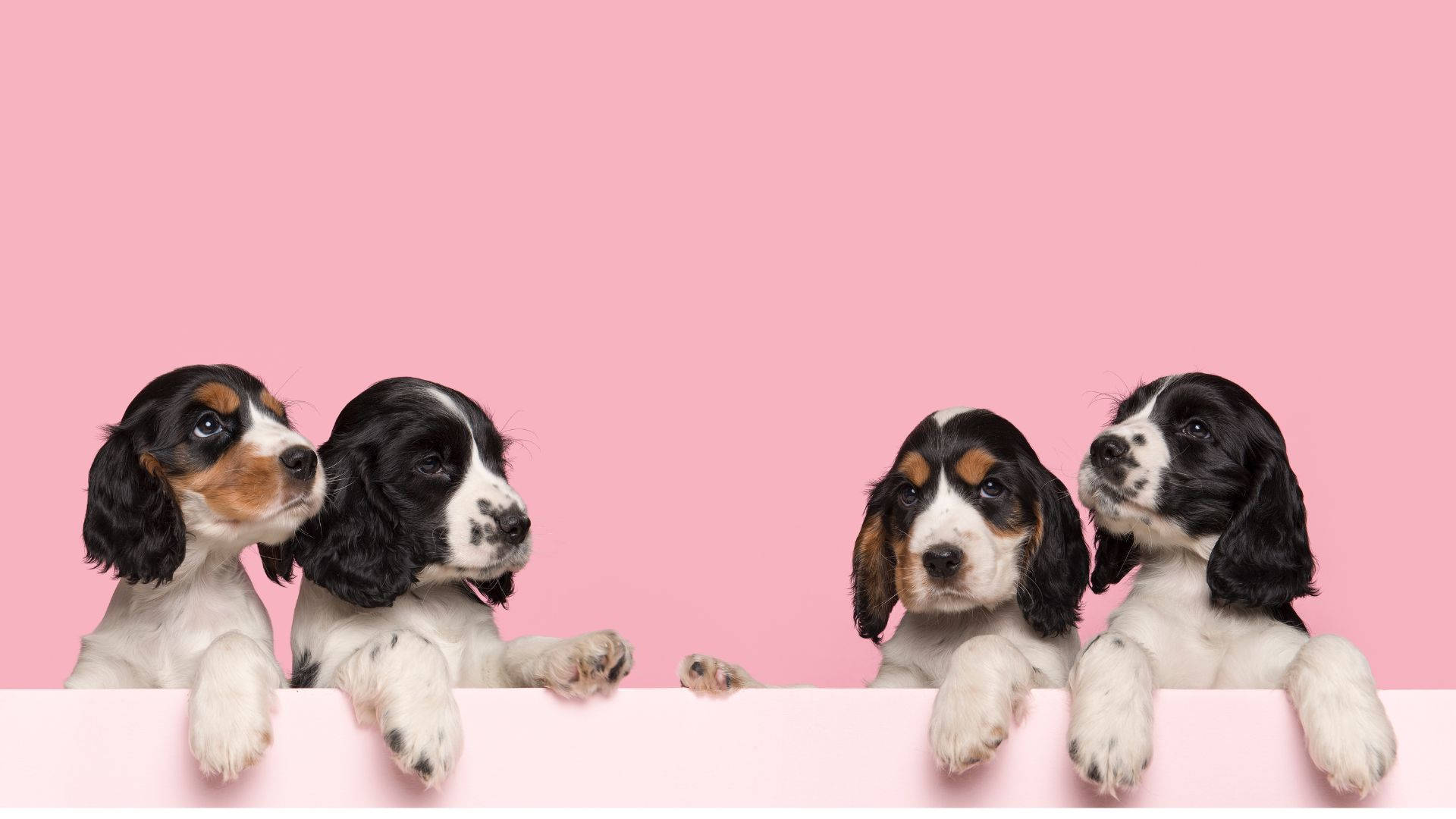 Spaniel Baby Dogs In Pink Room Background