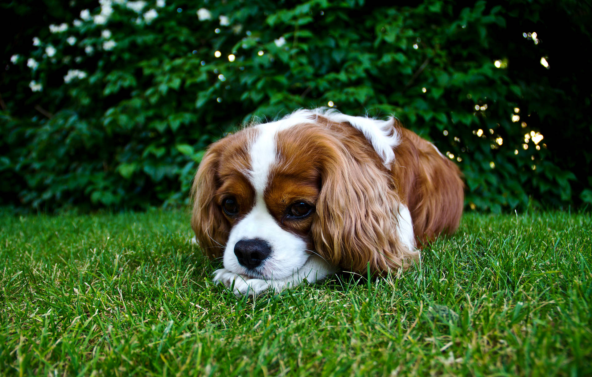 Spaniel King Charles Cute Puppy Background