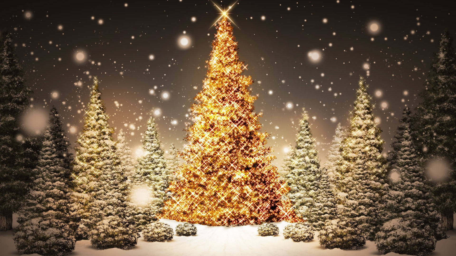 Sparkling And Beautiful Christmas Trees