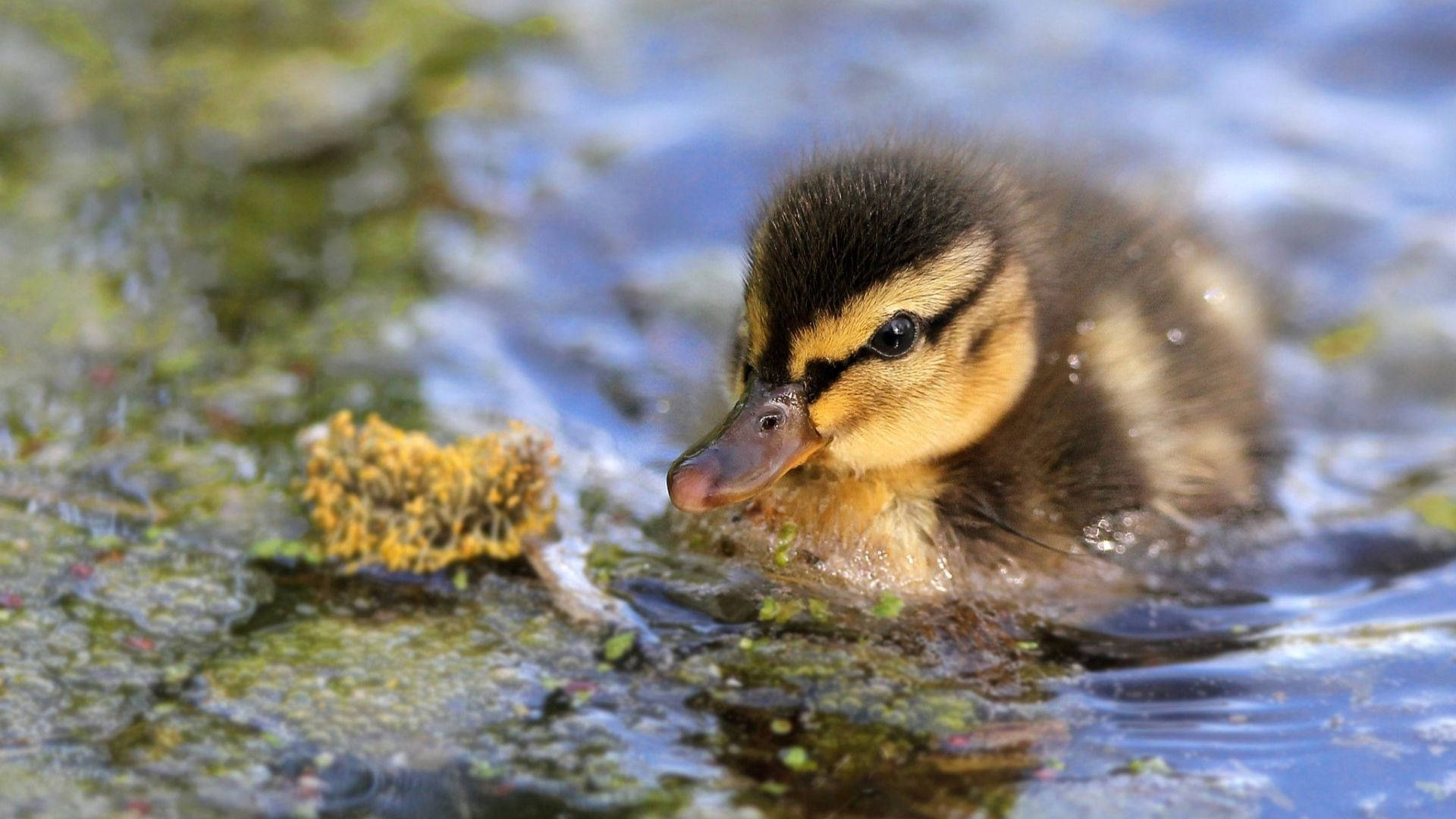 Sparkling Baby Duck Background