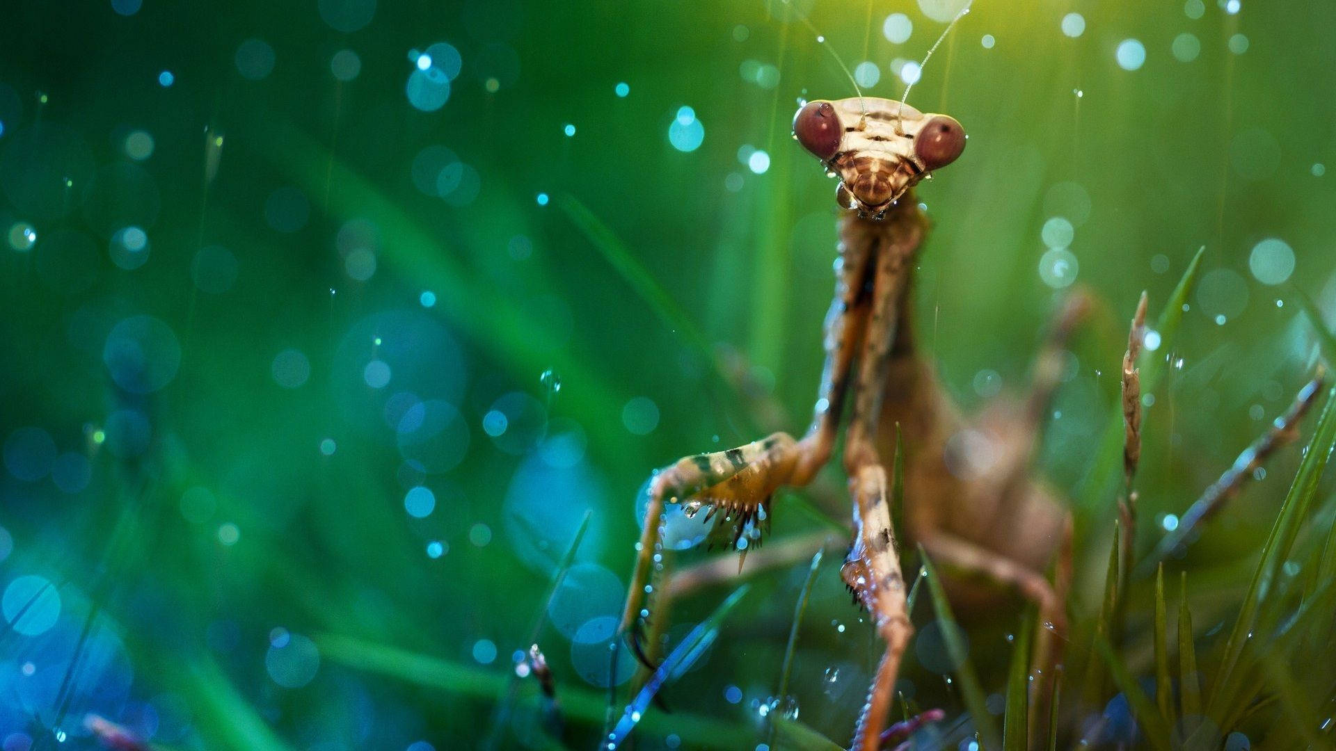 Sparkling Brown Praying Mantis