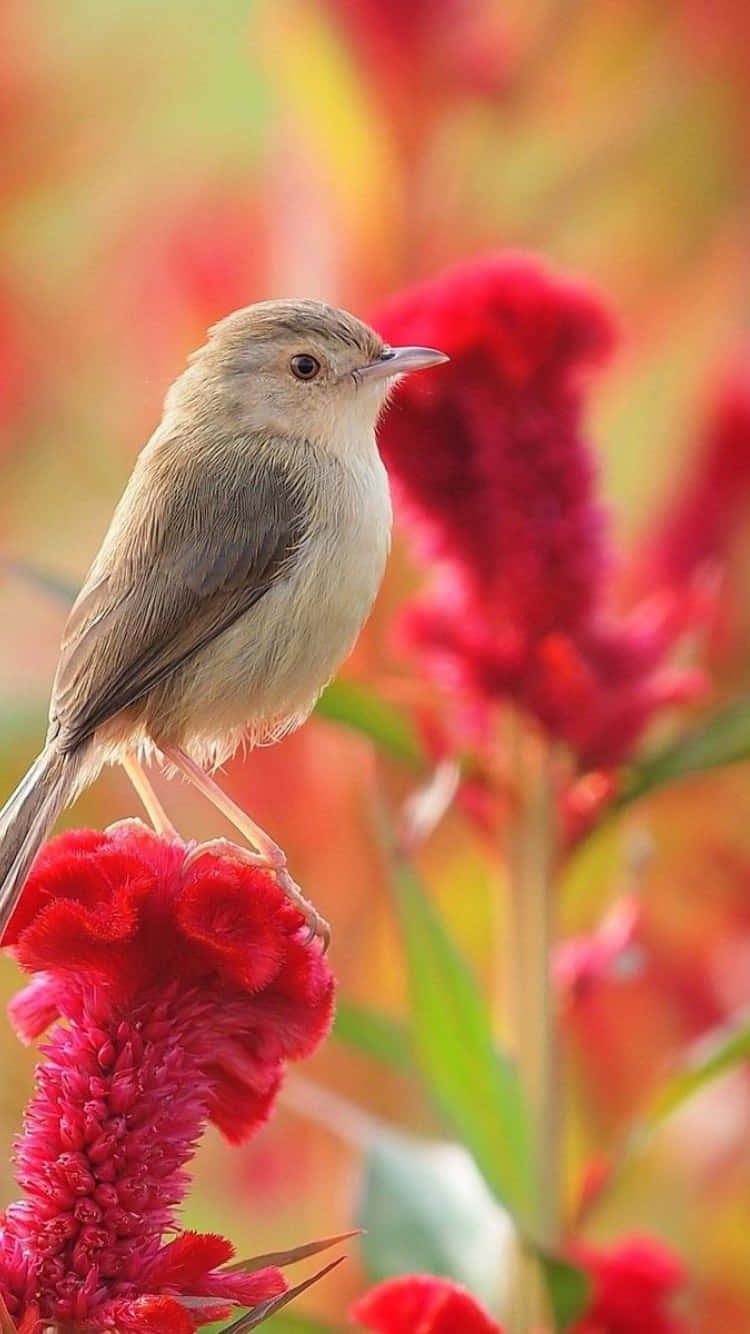 Sparrow Bird Iphone With Colorful Flower Background