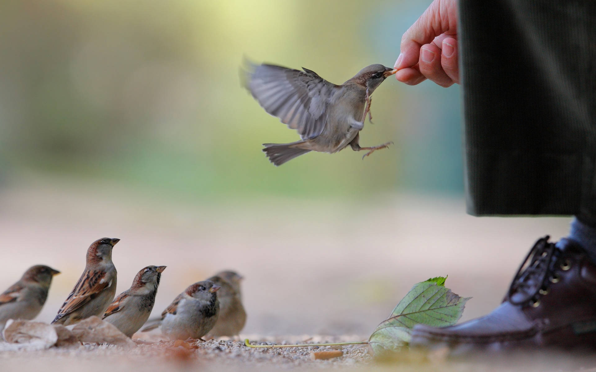 Sparrows Food Feeding Background