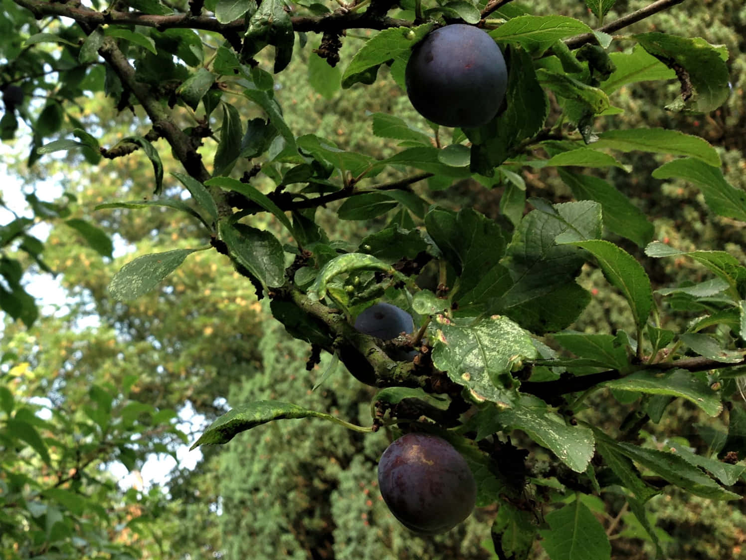 Sparse Dark Purple Damson Plums