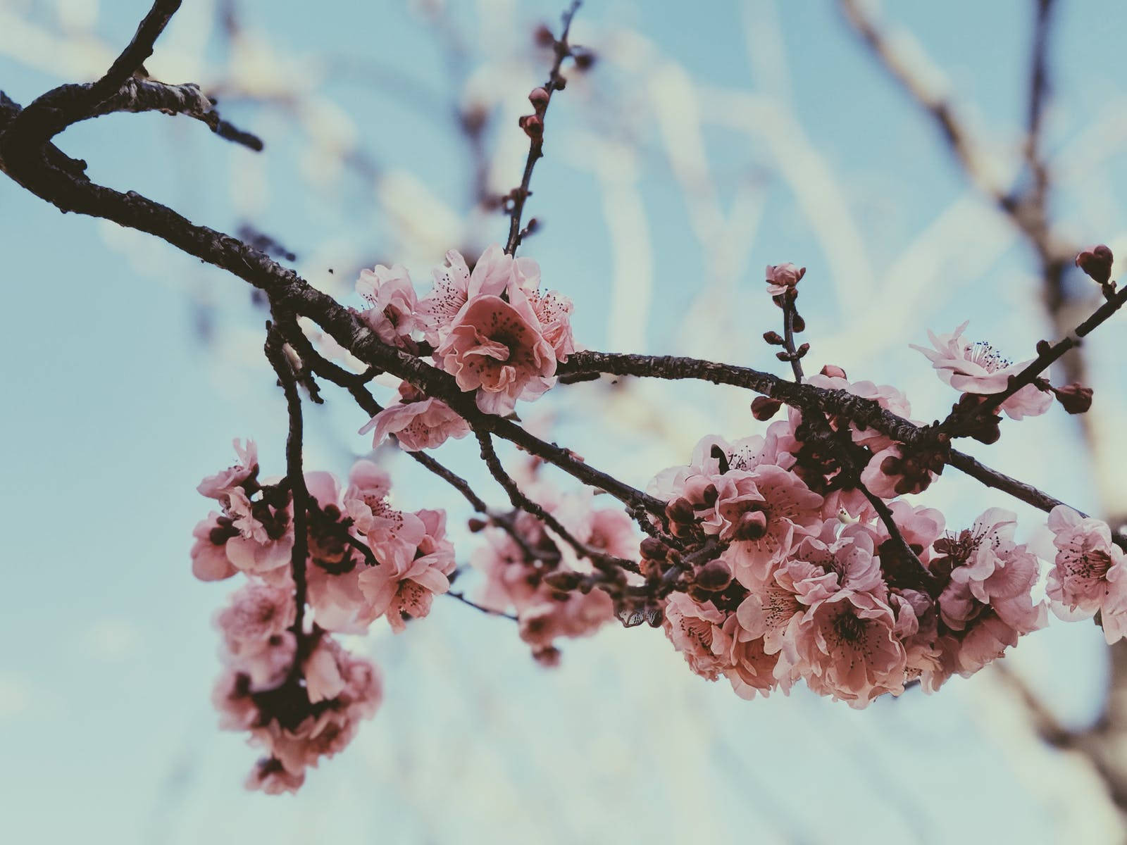 Sparse Japanese Sakura Branch