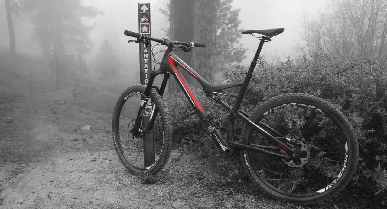 Specialized Mountain Bike In Forest Park Background
