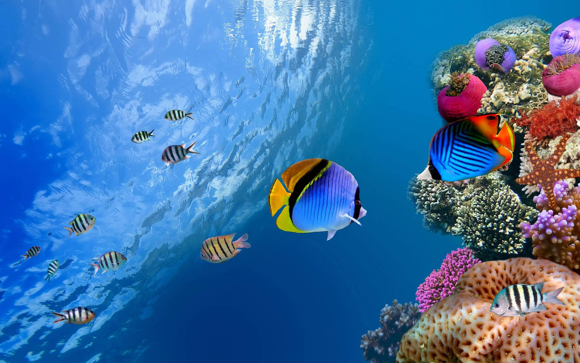 Species Of Aquatic Fishes Background