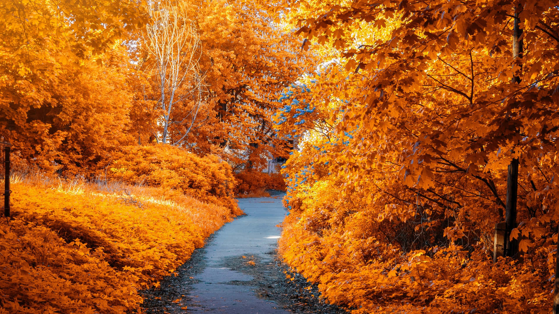 'spectacular 4k Colourful Fall Leaves Surrounding A Forest Path' Background