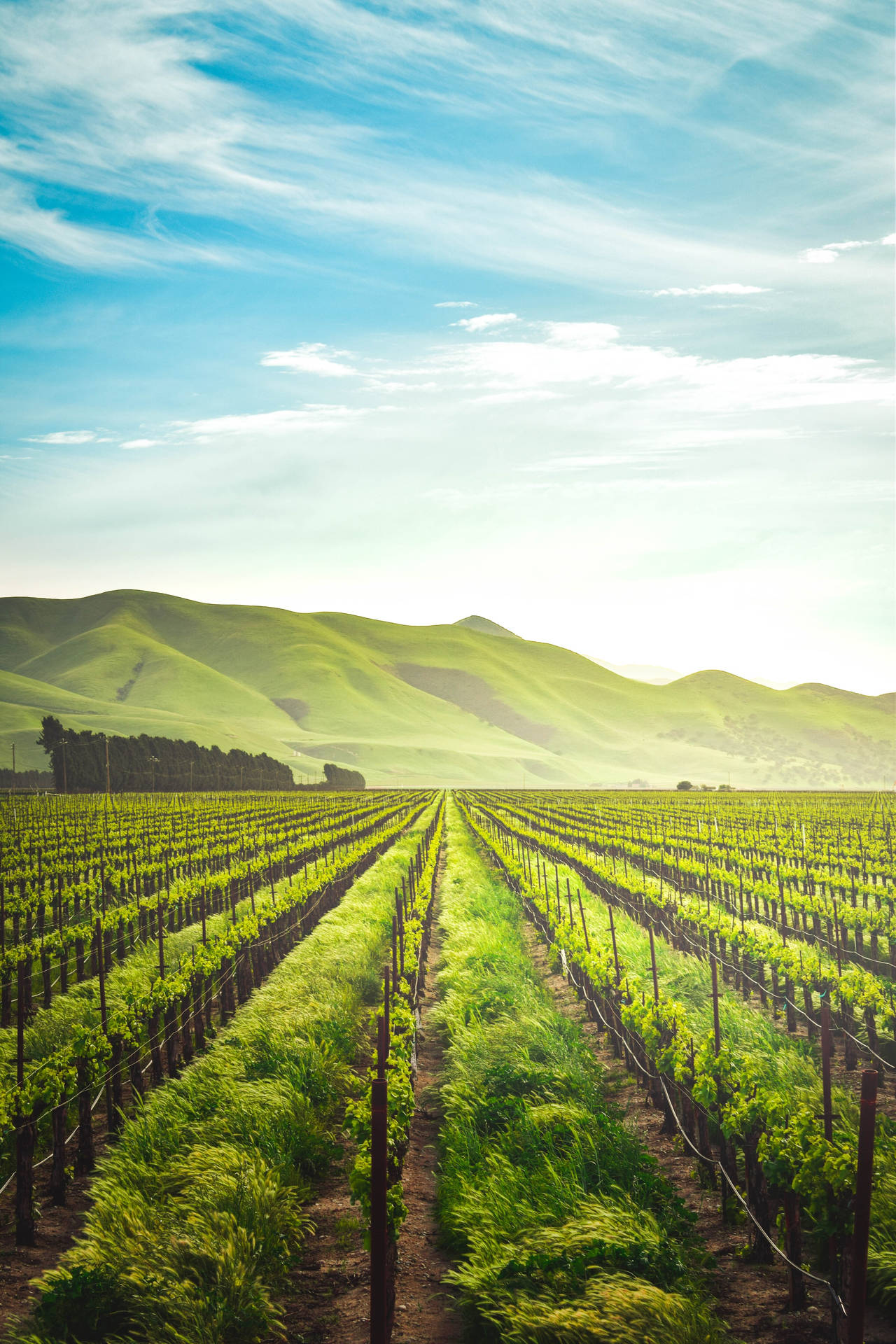 Spectacular Agricultural Heartland California Farm Background