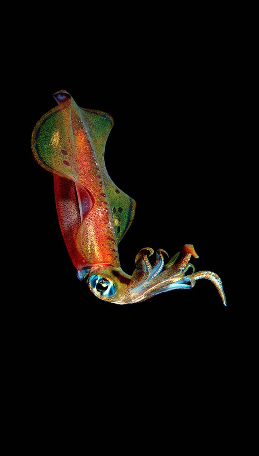 Spectacular Deep Sea Squid