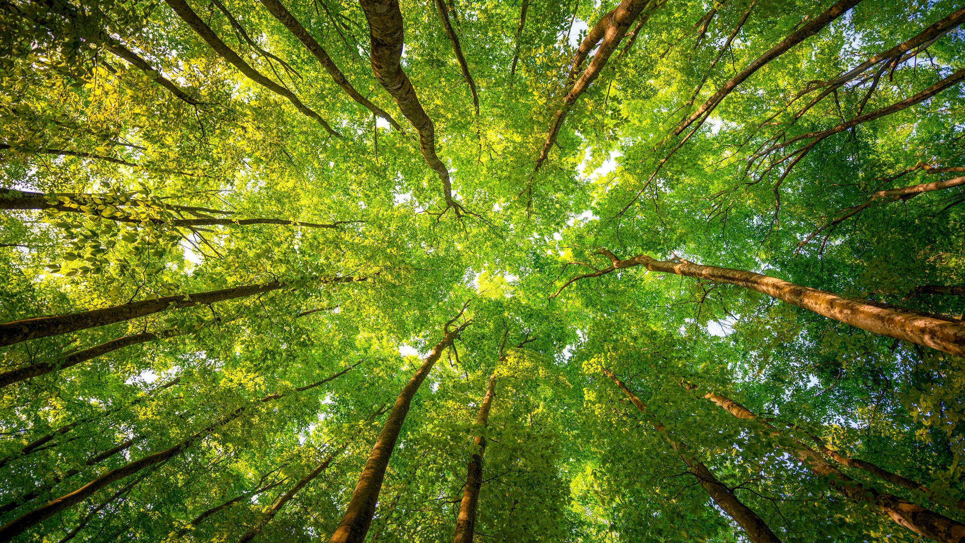 Spectacular Green Trees Bottom View Background